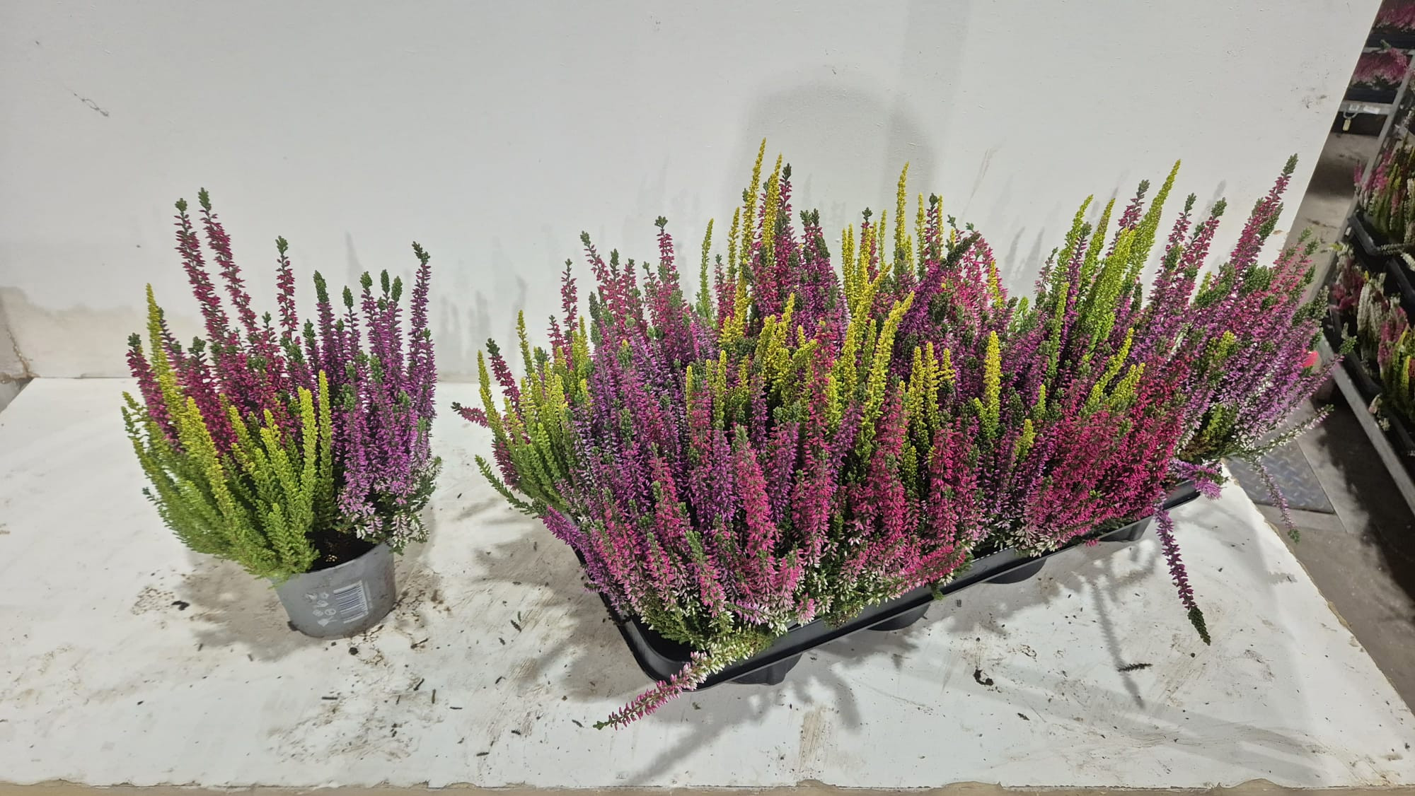 Calluna vulgaris Beauty Ladies gemengd in pot 3 kleuren - Struikhei