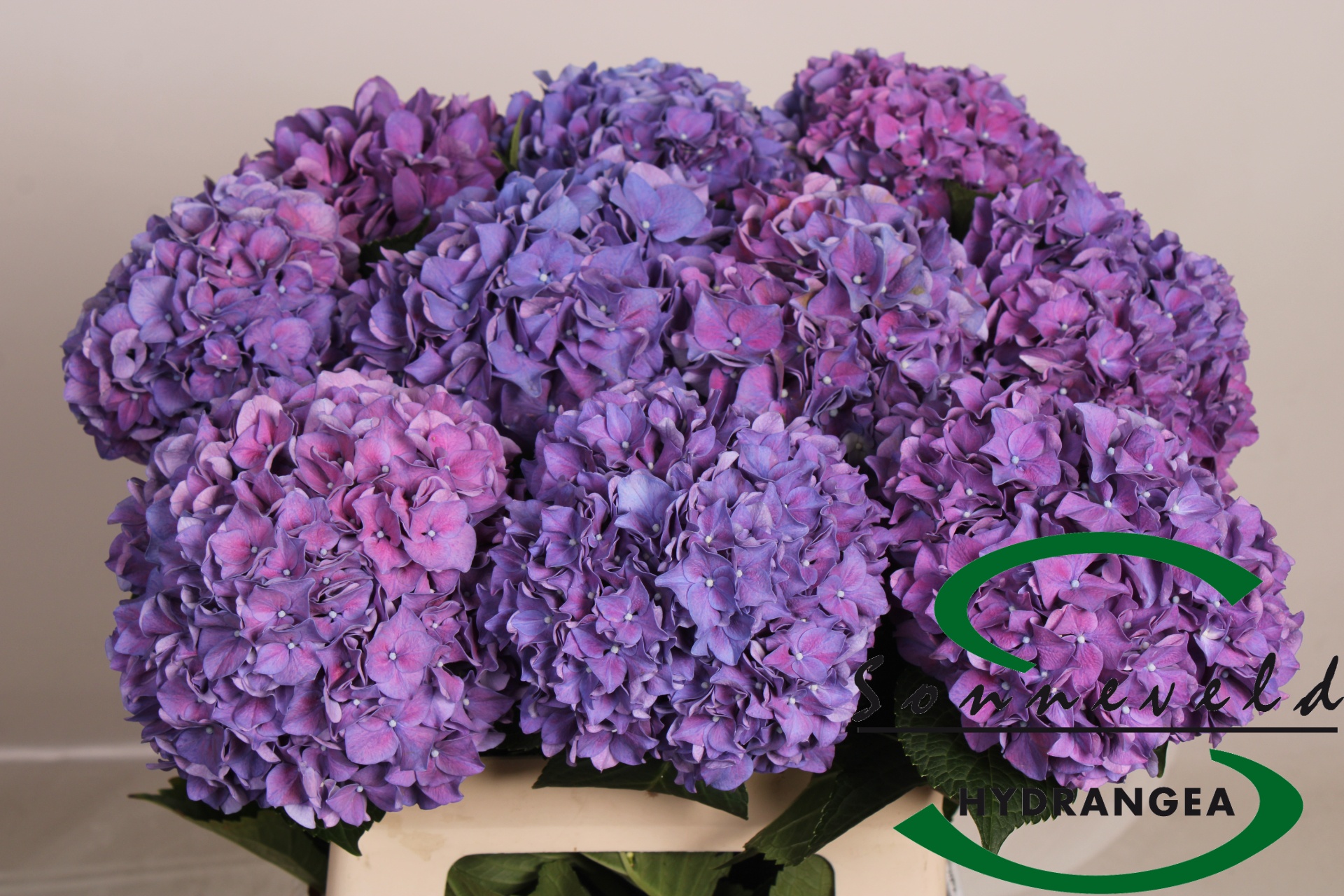 Hydrangea Rodeo Purple 60cm 14Ø