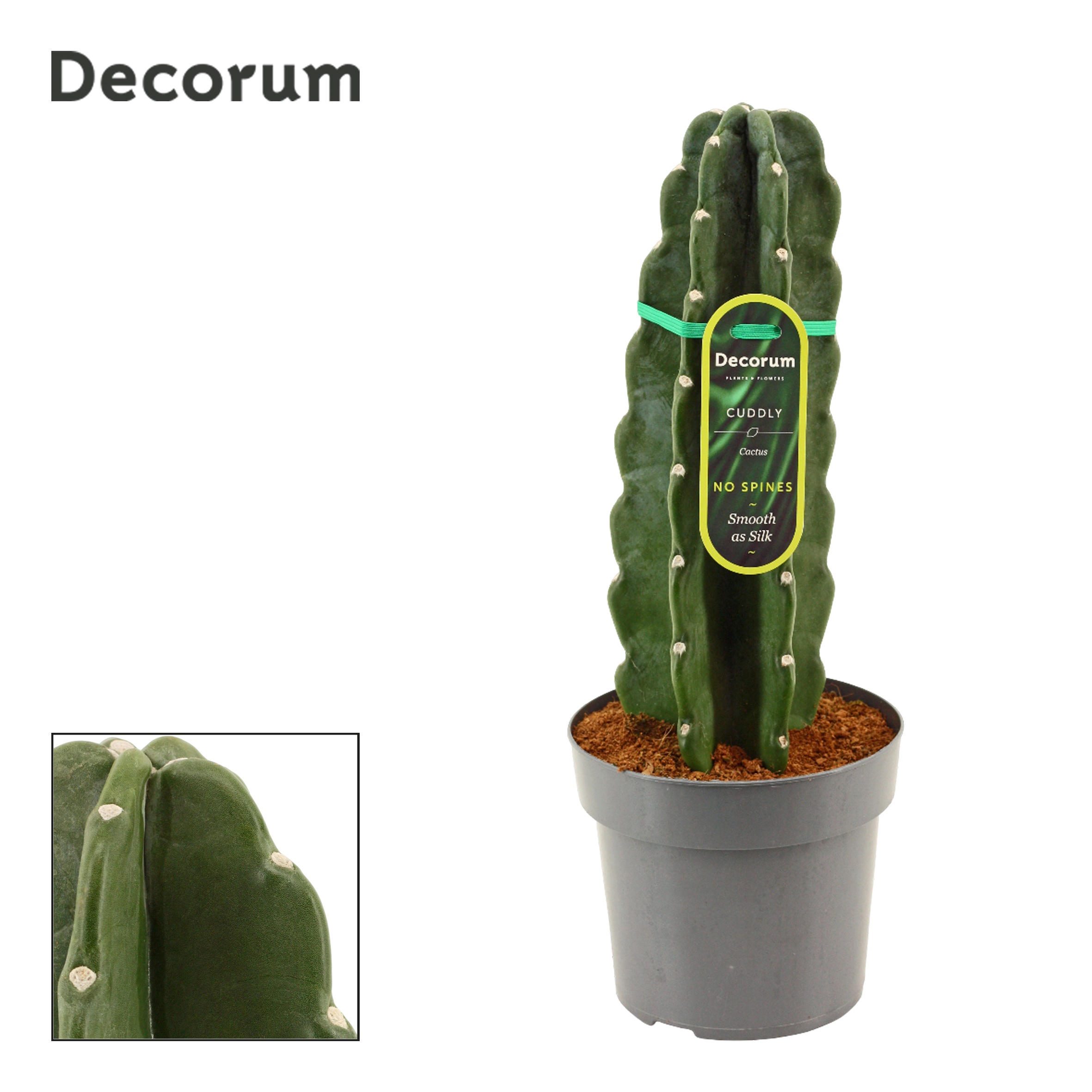 Cactus Cuddly Cactus (Cereus Jamacaru) (Decorum)