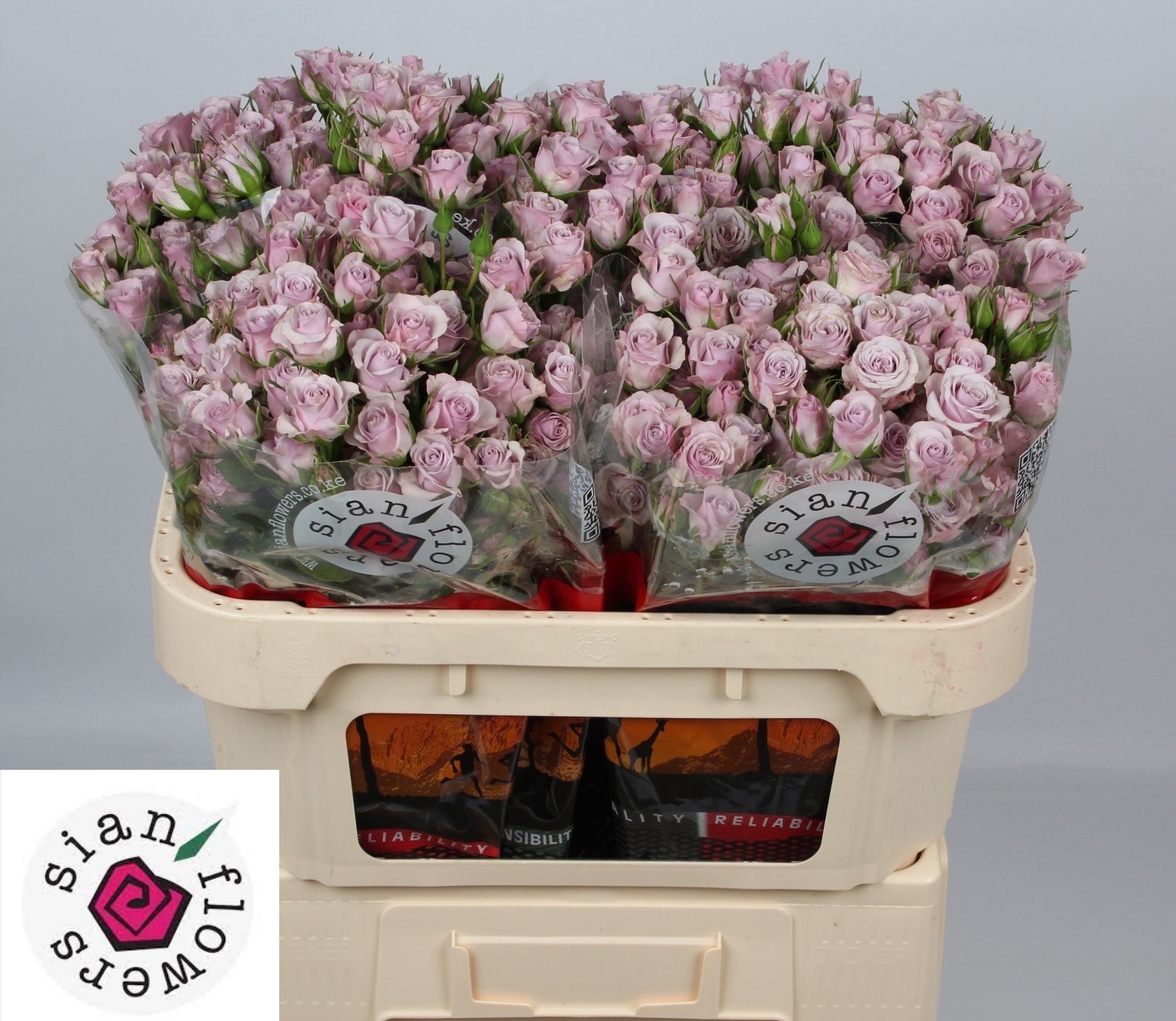 R Tr Lavender Queen 70cm