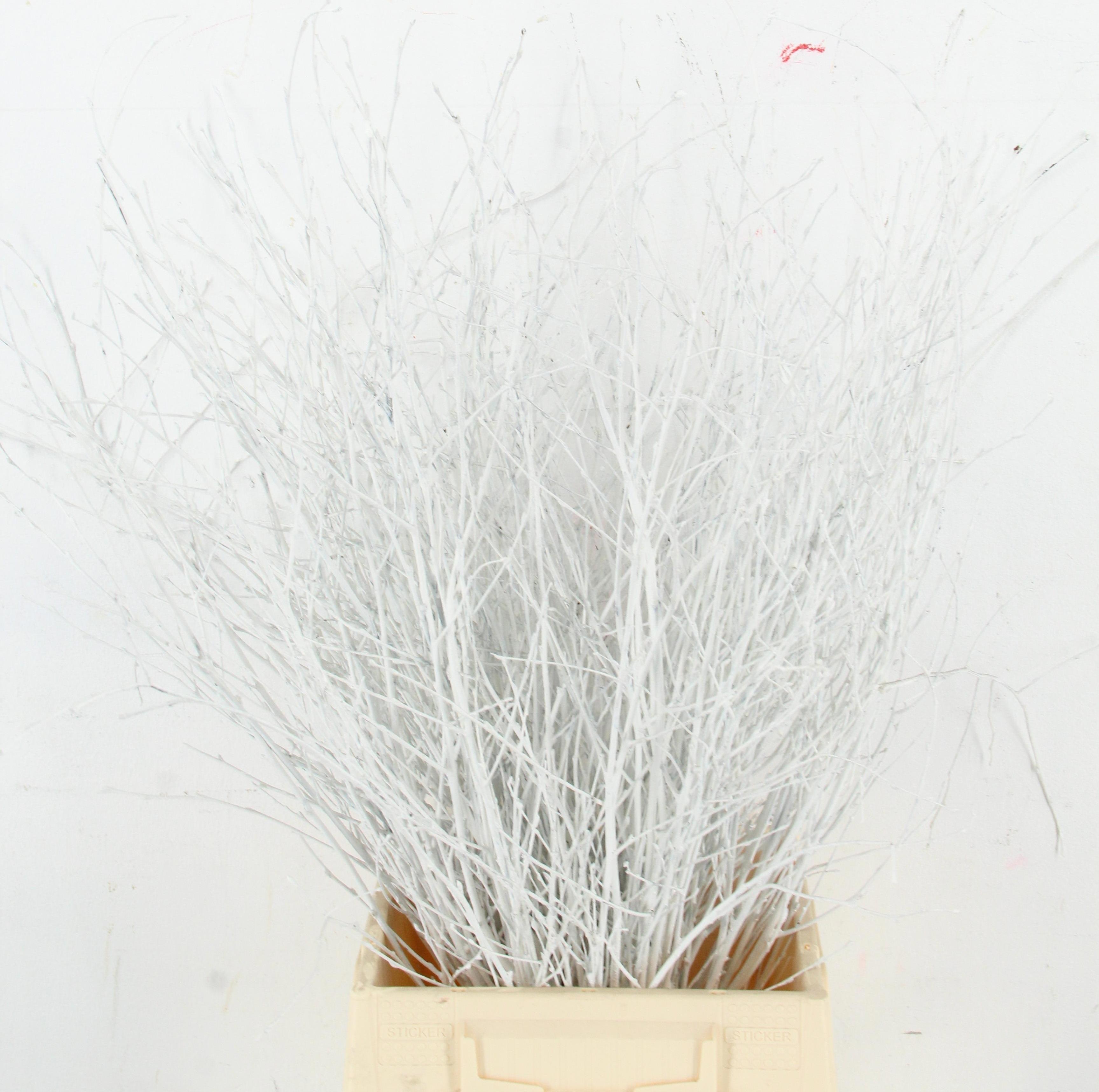 Betula Bs Kleurbeh