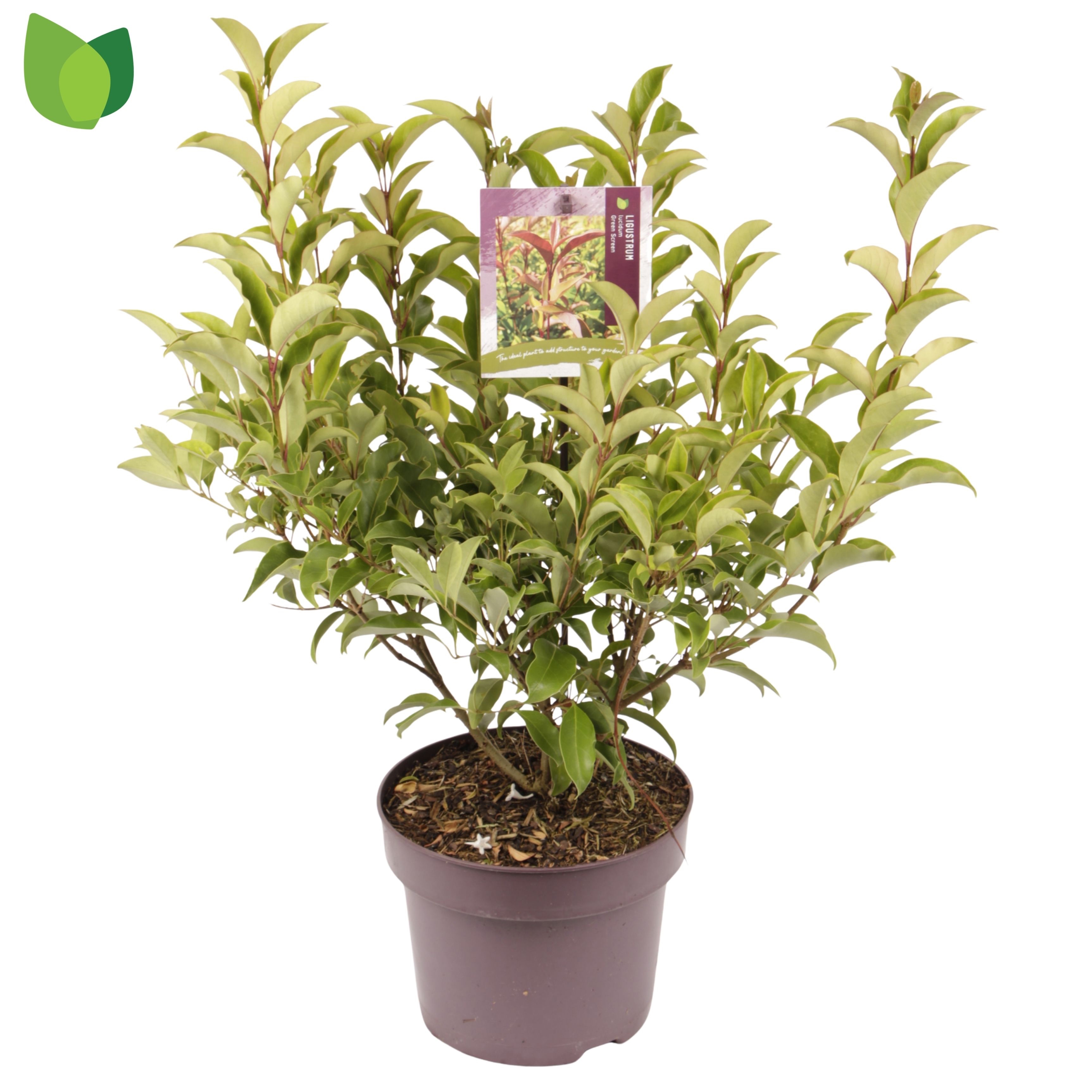 Ligustrum lucidum 'Green Screen'