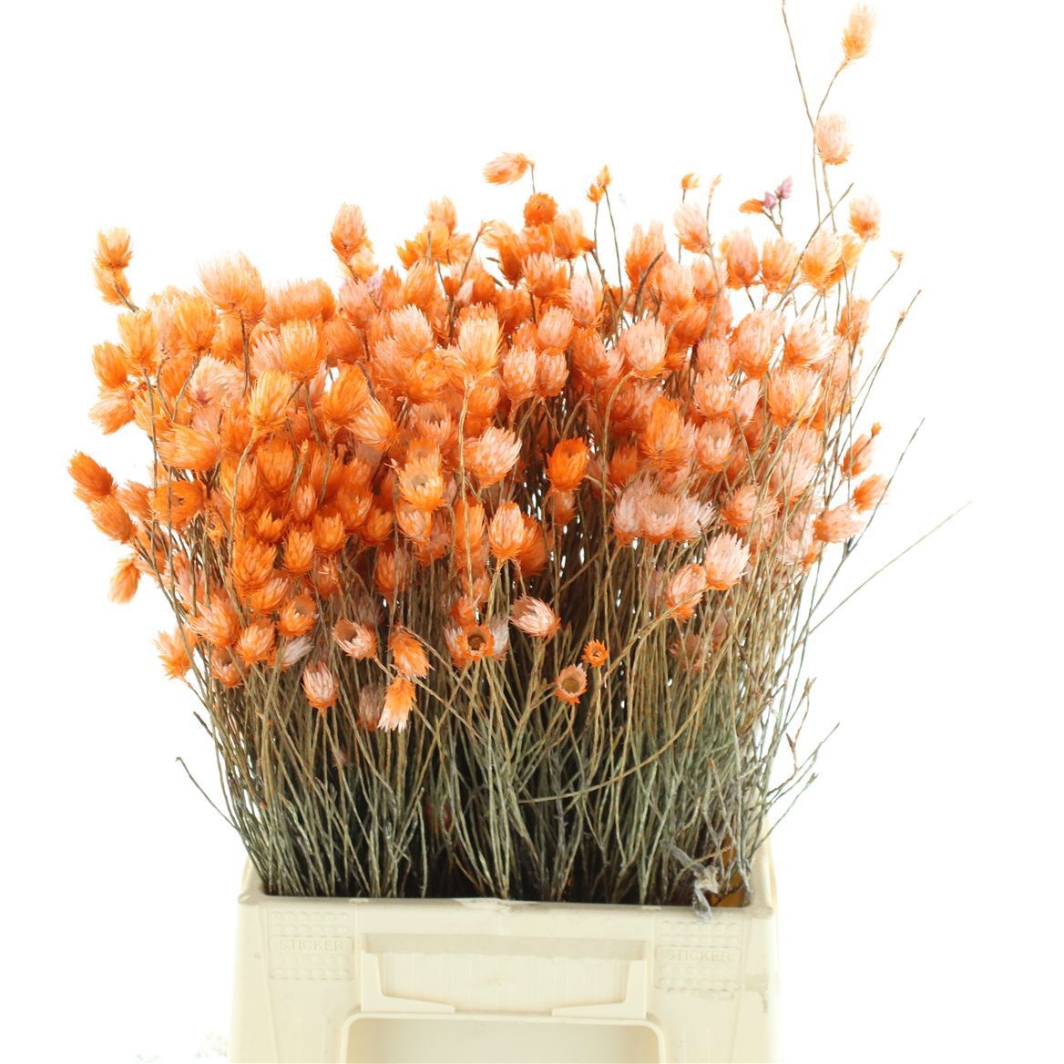 Snijbloemen Klb H%