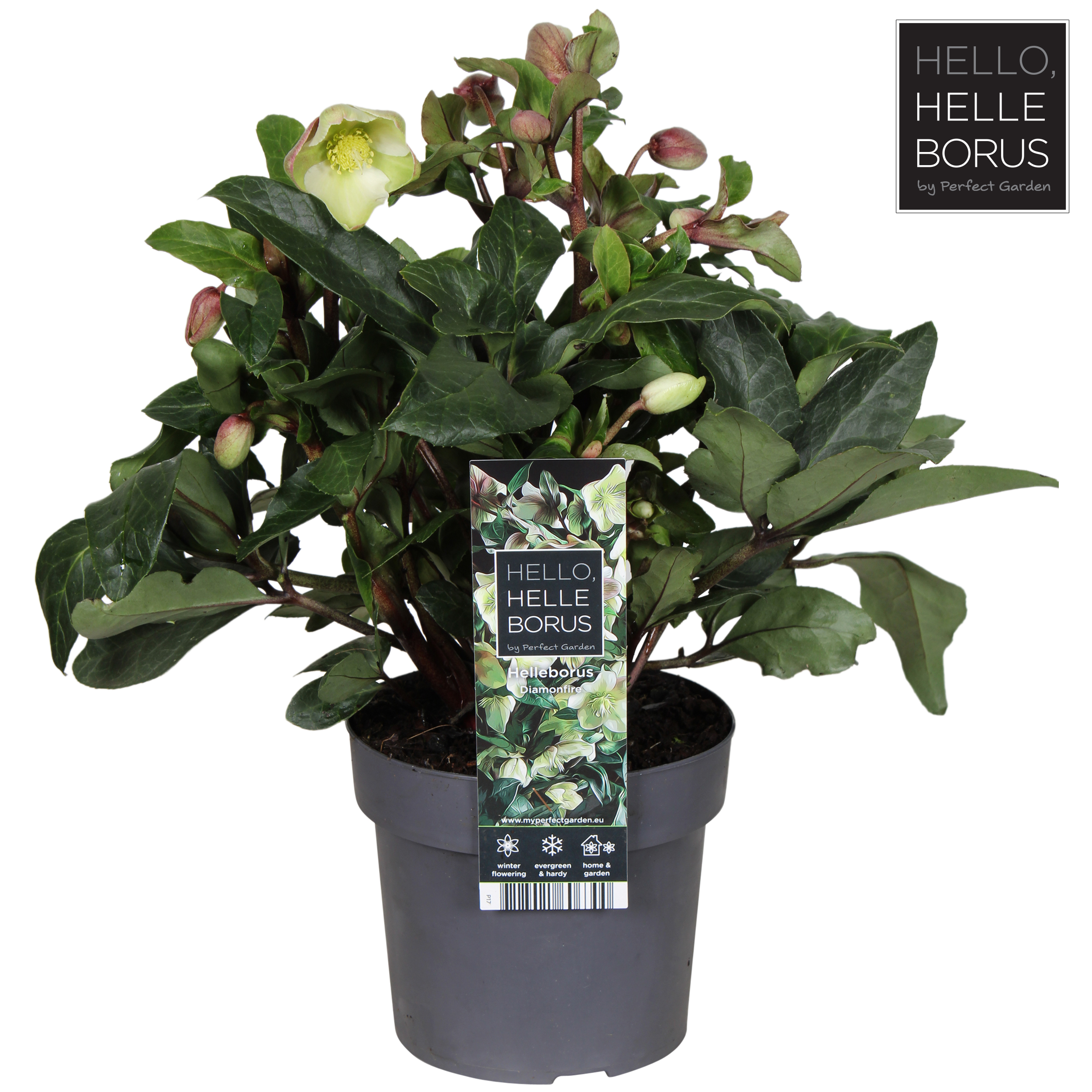 Picture of Helleborus Diamonfire P17 (2 Ltr)