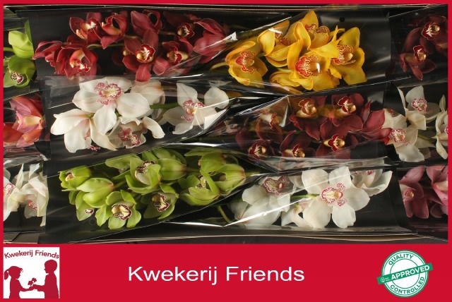 Cymbidium Asst 6bl