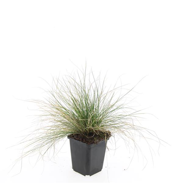 Picture of Festuca glauca Elijah Blue P9