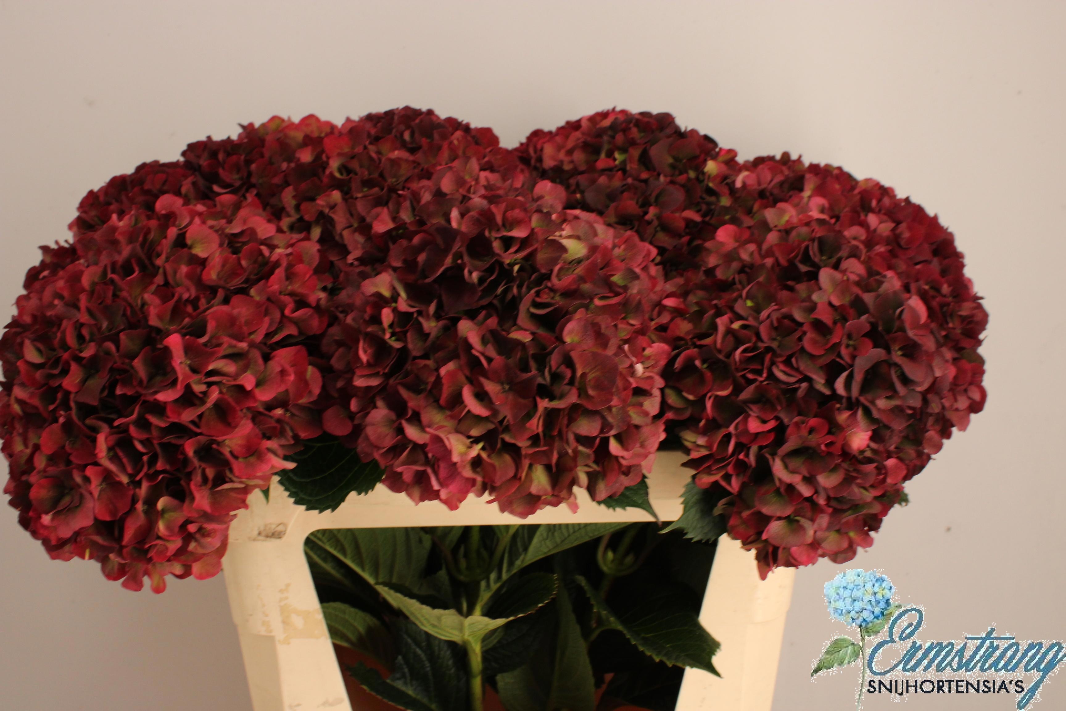 Hydrangea Ruby Pink Classic 70cm 22Ø