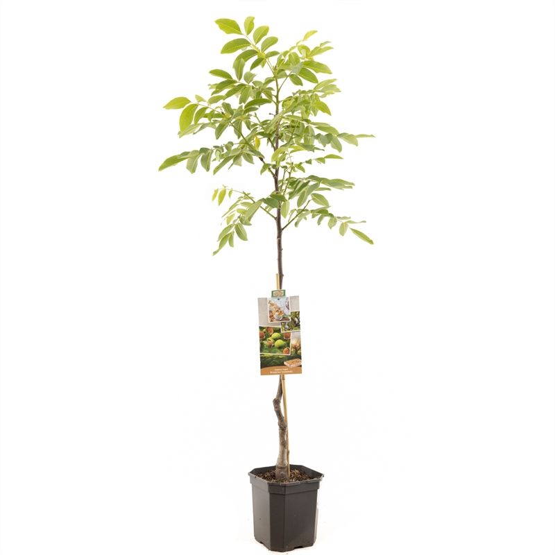 Juglans regia Broadview spil Veredelde walnoot