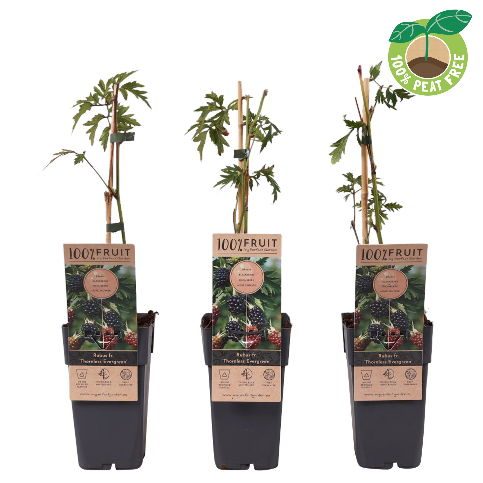 Picture of Rubus fruticosus Thornless Evergreen P15 (2 Ltr/high)