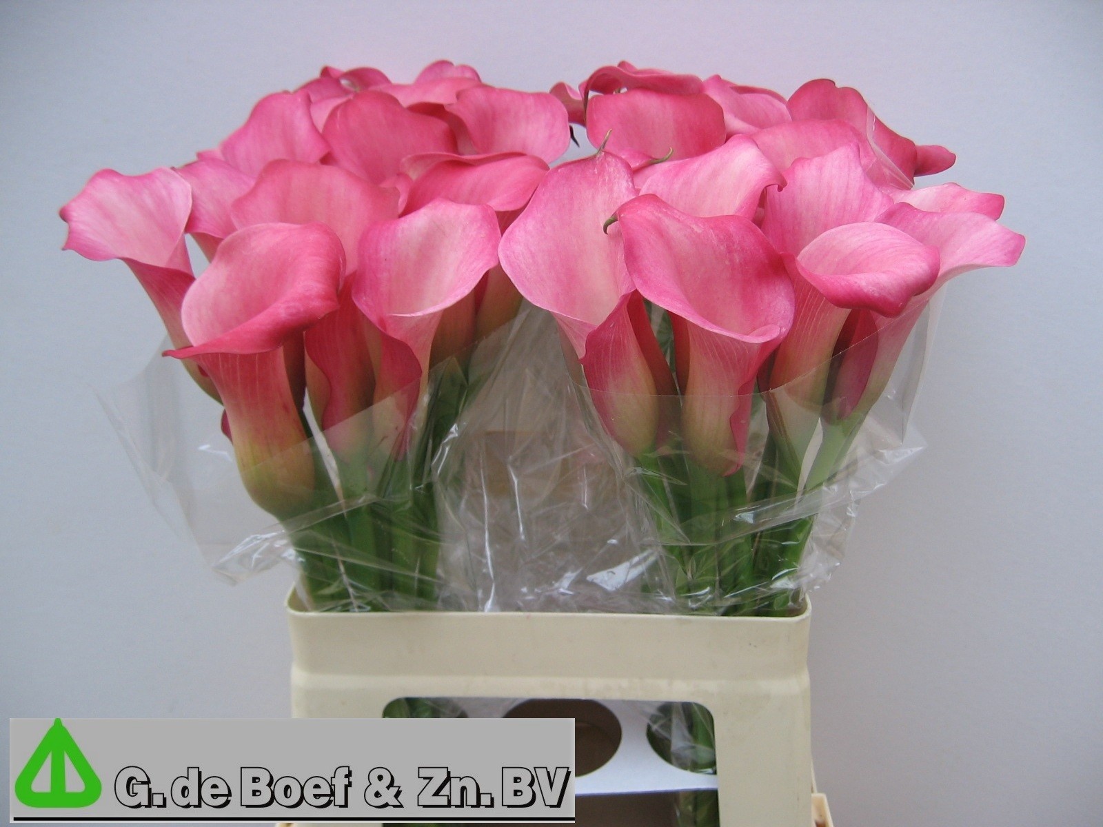Calla Nashville 60cm