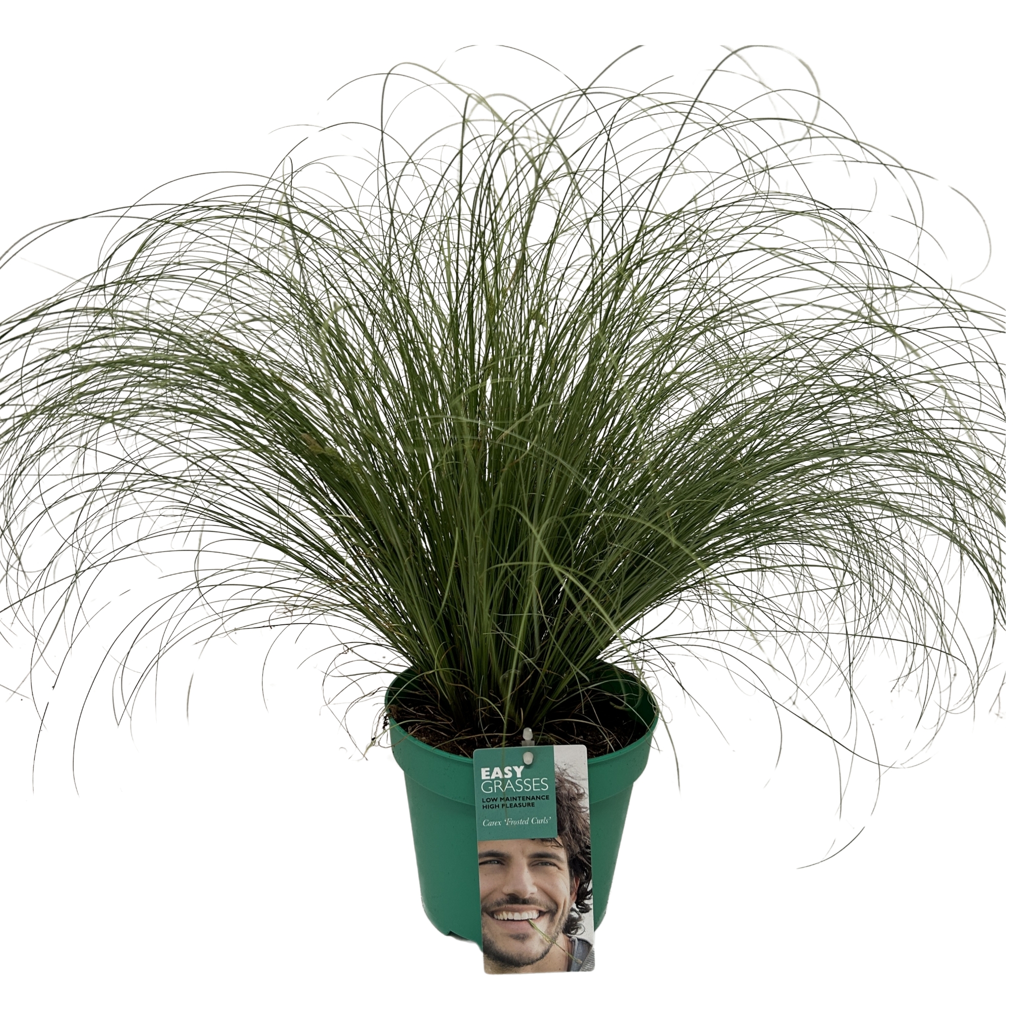 Picture of Carex comans Frosted Curls GROEN