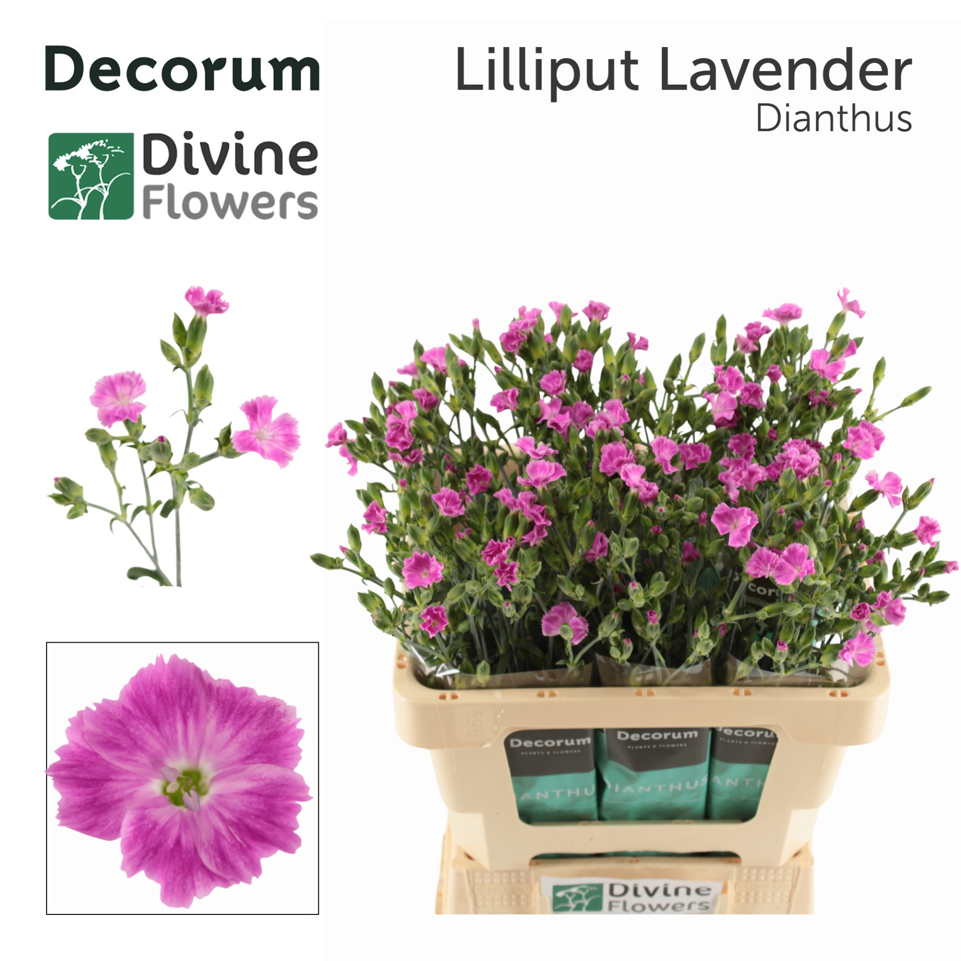 Di Lilliput Lavender