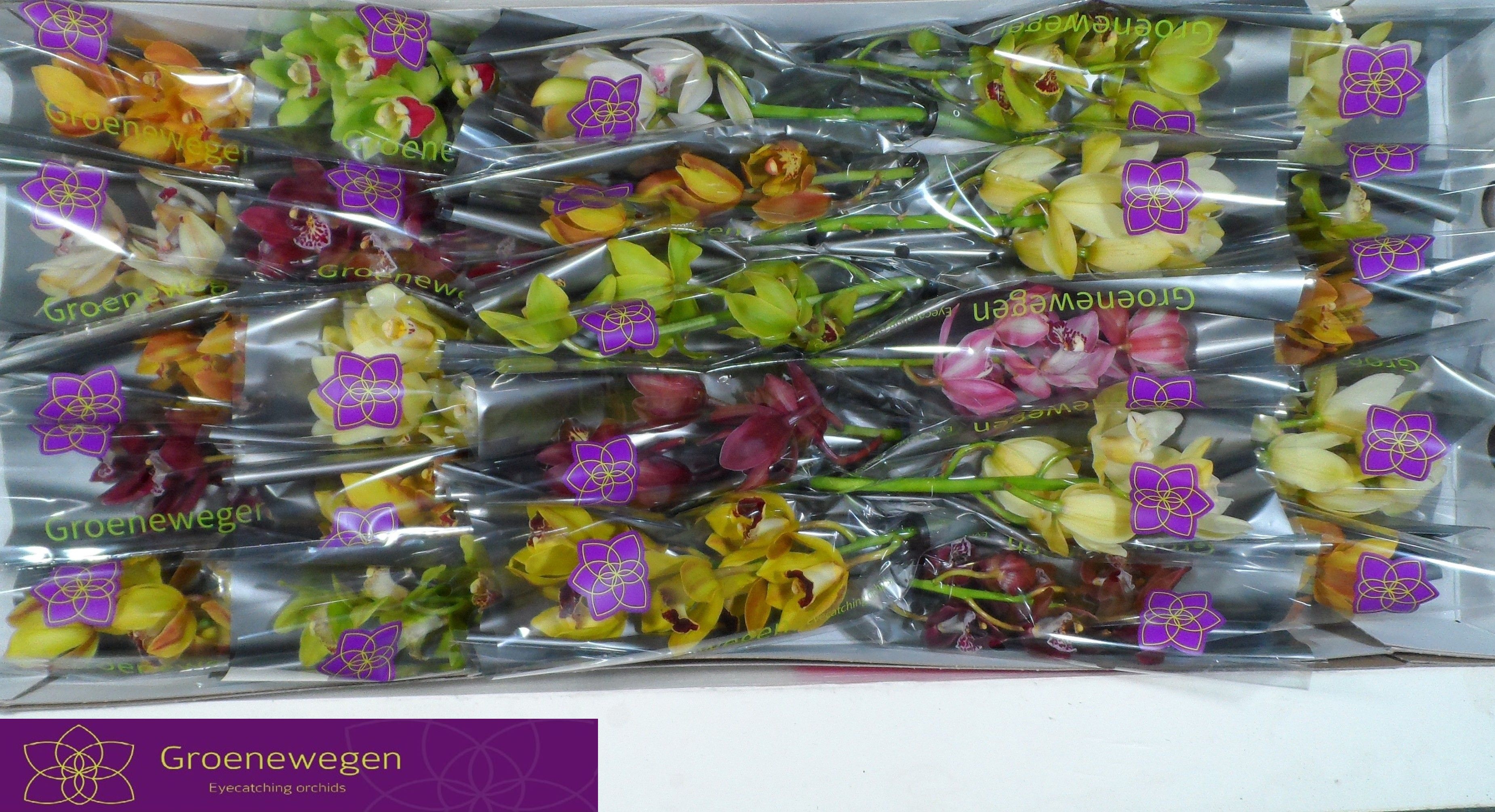 Cymbidium Asst Mini 30cm