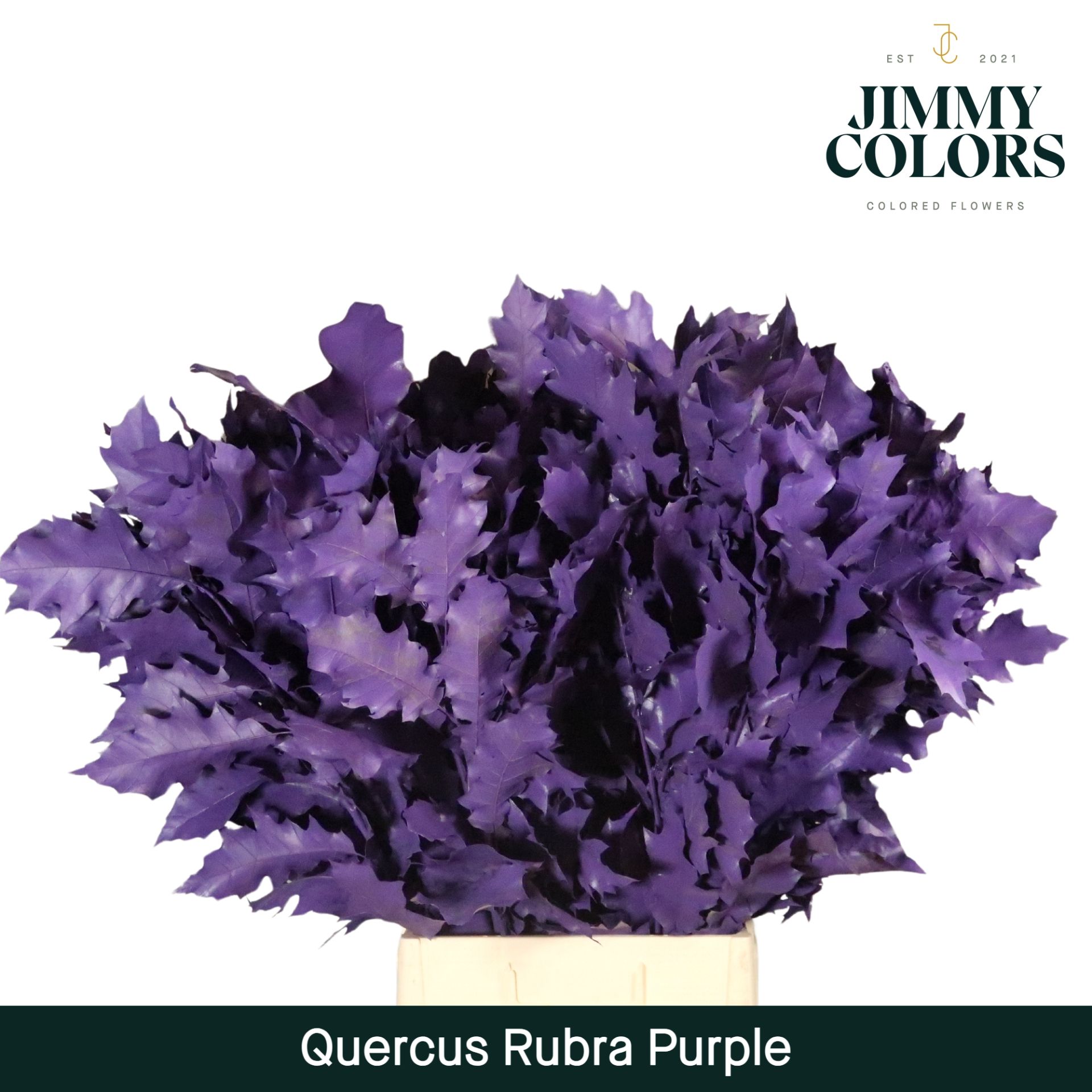 Quercus Rubra L80 Purple