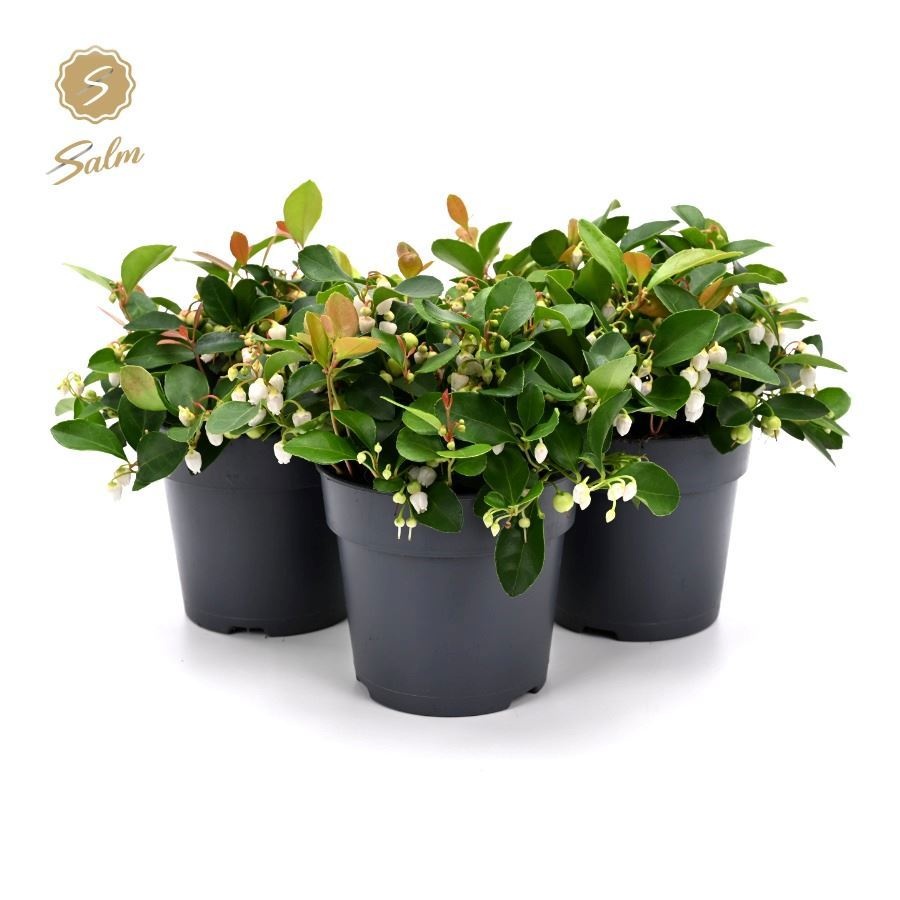 Gaultheria Pr. 'ciao Bella White'® P12