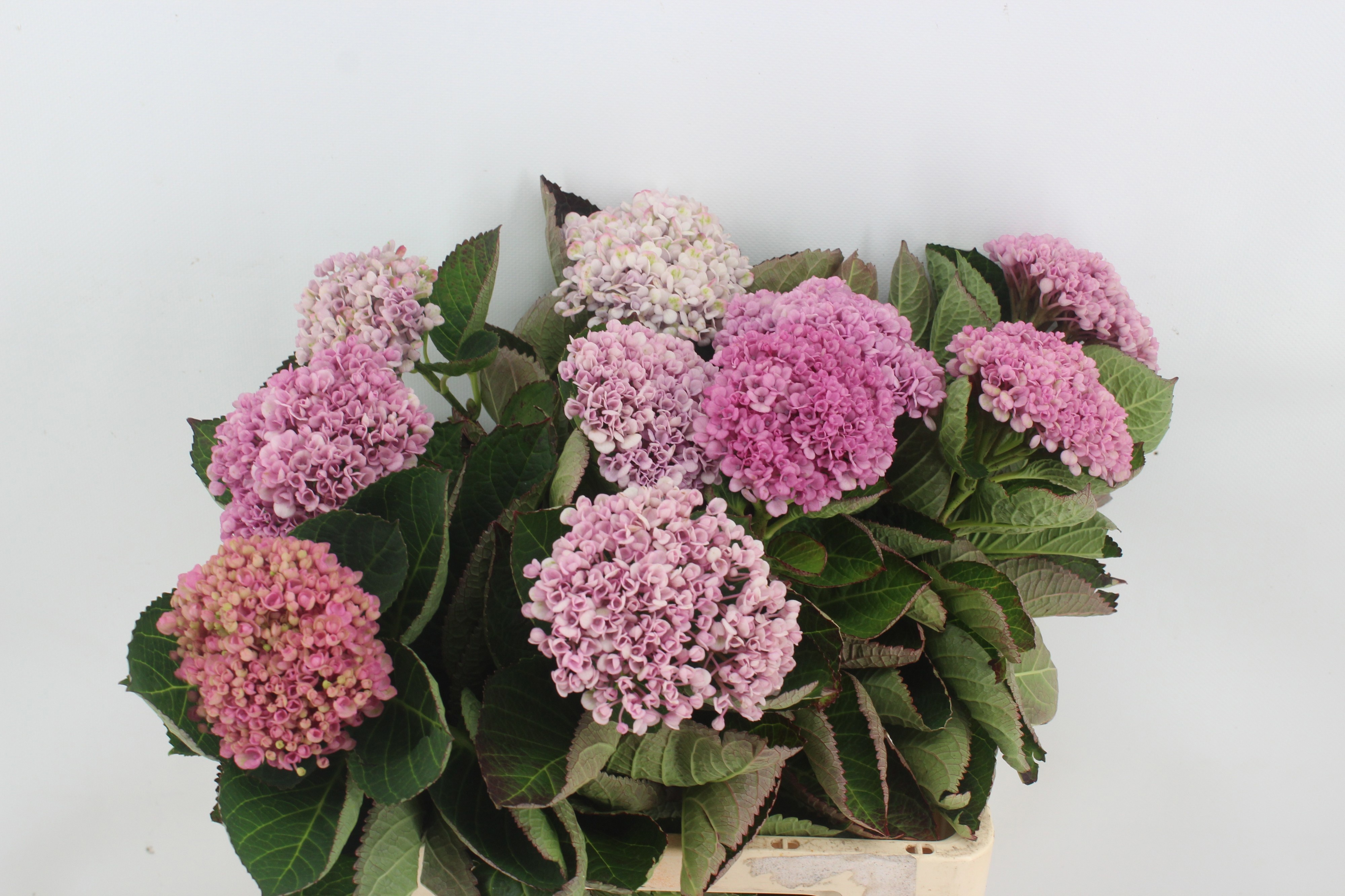 Hydrangea Revolution Pink/green 60cm 9Ø