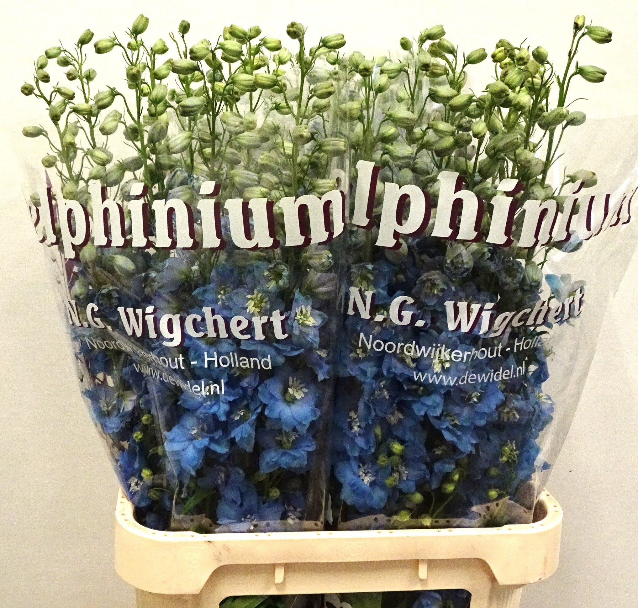 Delph Du De Ice Blue
