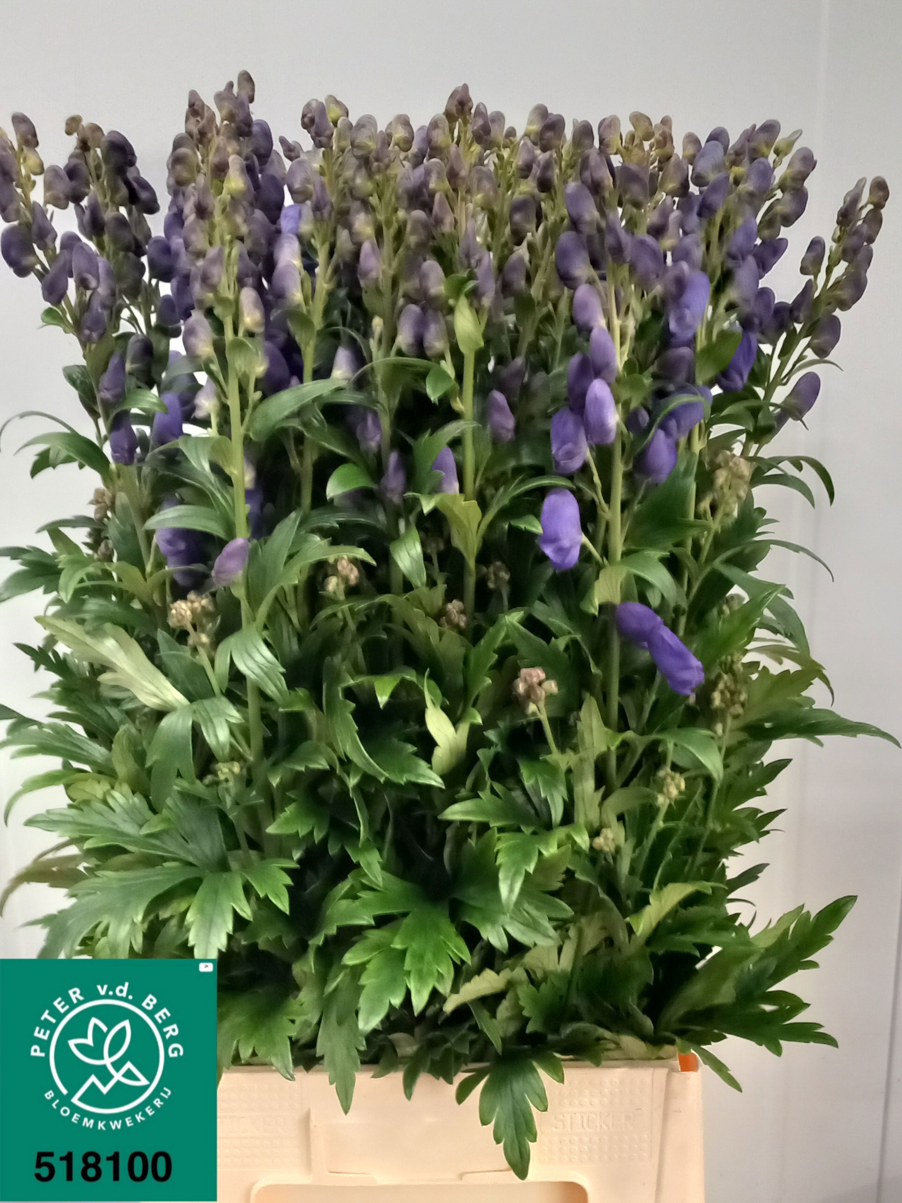 Aconitum Arensi 90cm
