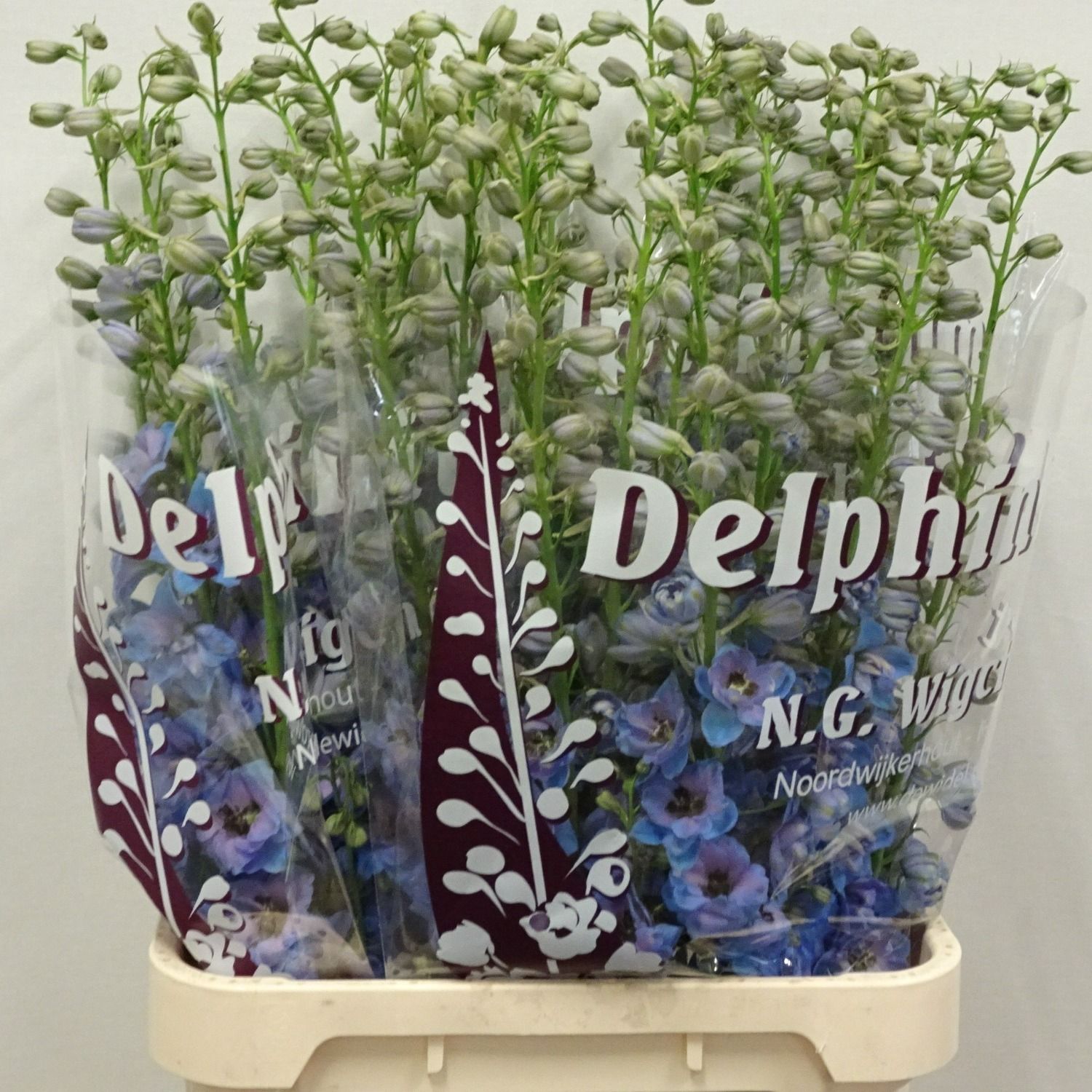 Delph Du Dew Azul