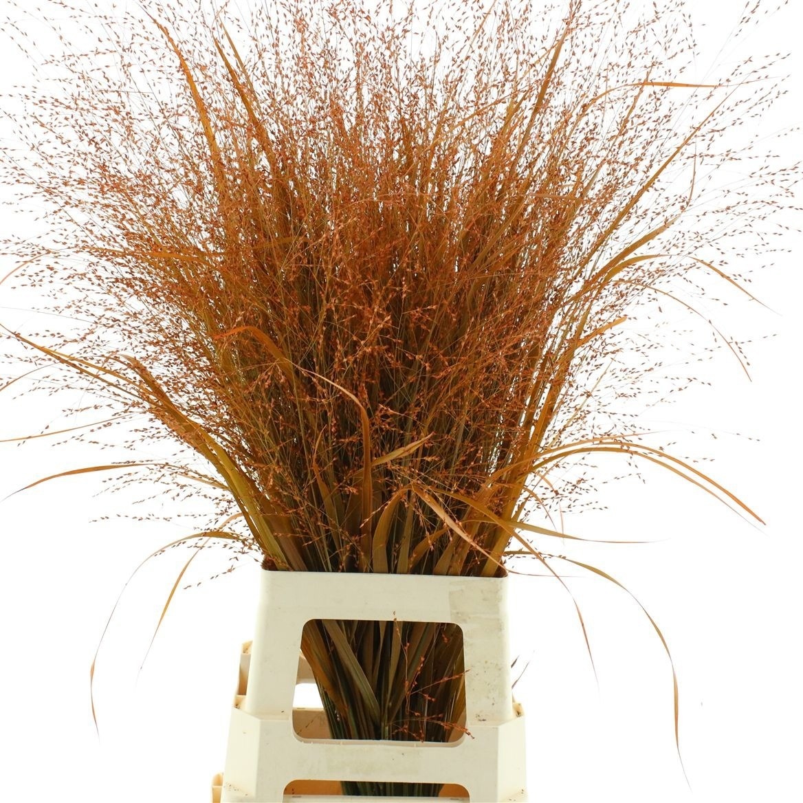 Ornamental Grass Painted (PANICUM)
