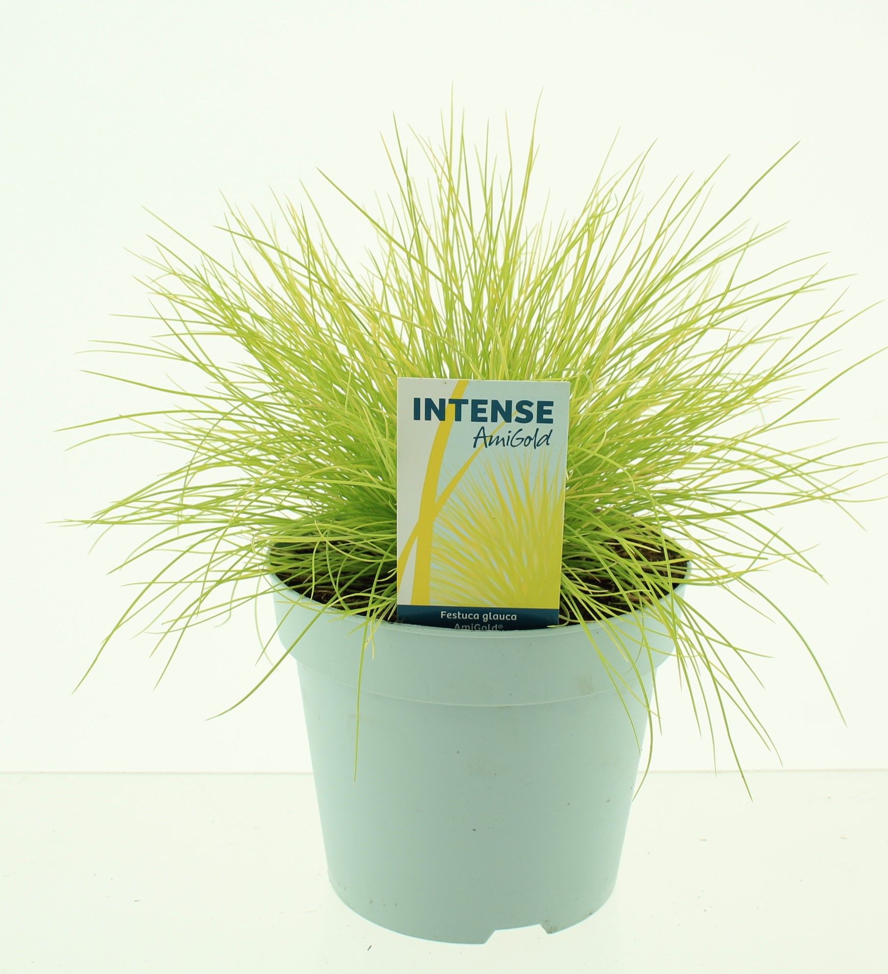 Picture of Festuca glauca AmiGold®