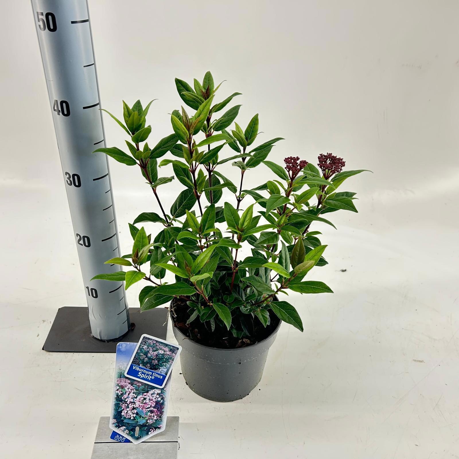 Picture of Viburnum tinus Spirit ('Anvi'PBR)