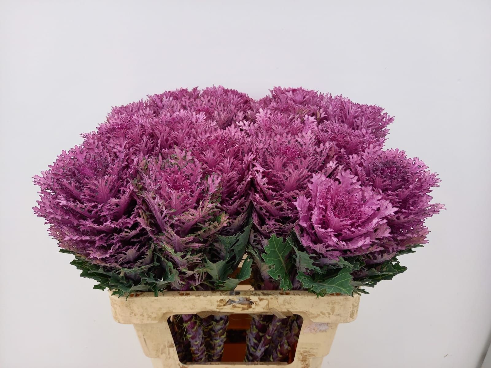 Brassica Crane Queen 60cm