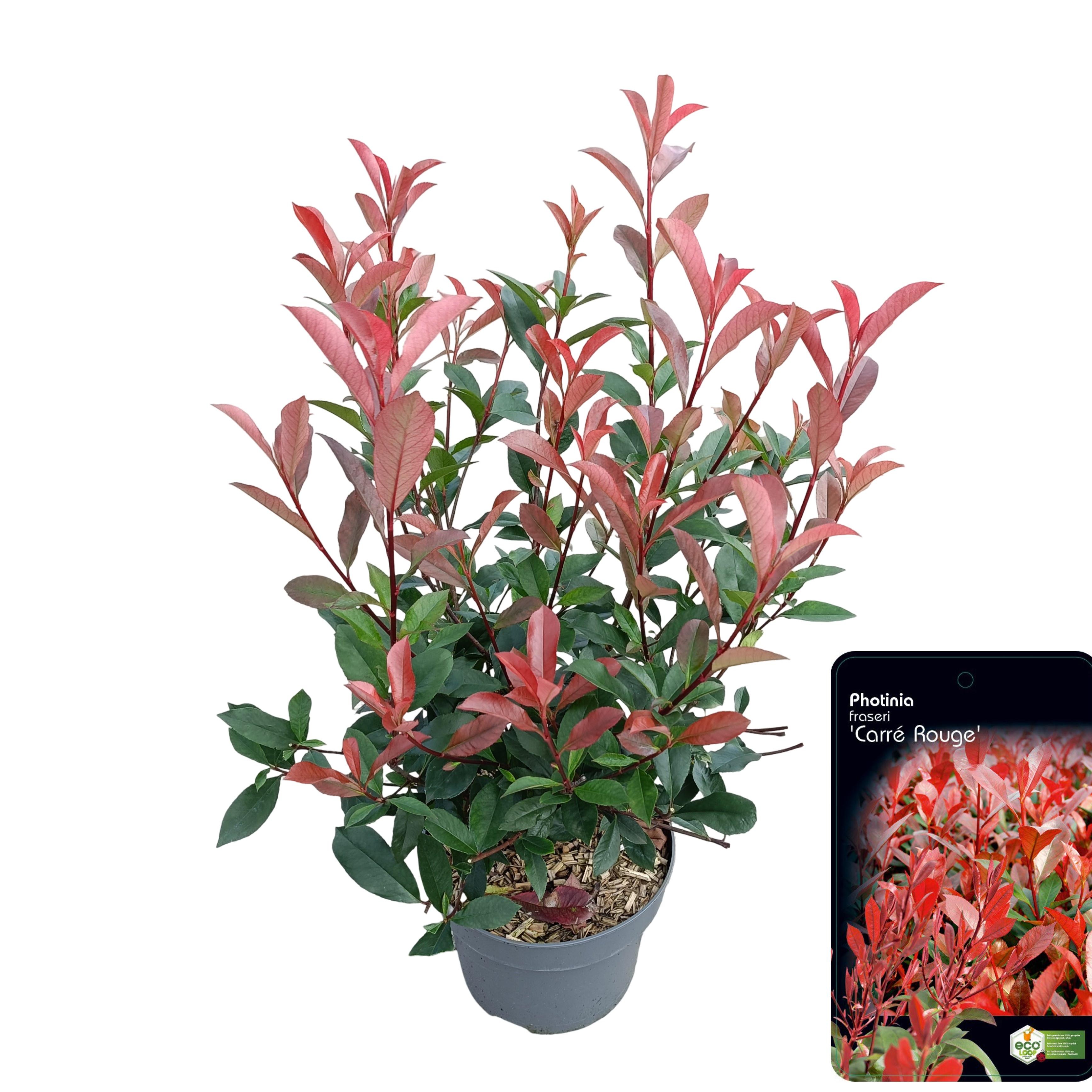Picture of Photinia fraseri 'Carré Rouge' C5
