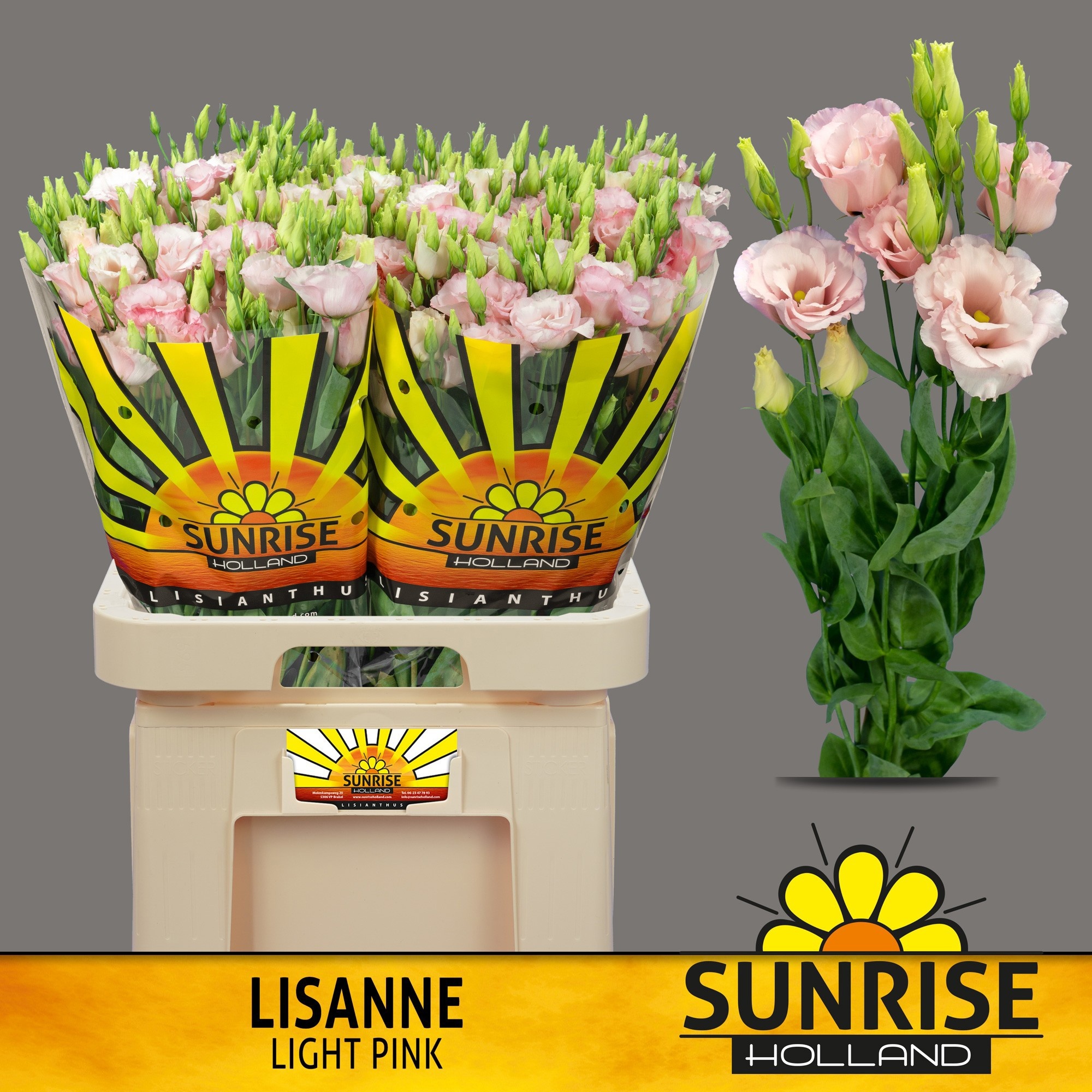 Eus G Lisanne L Pink