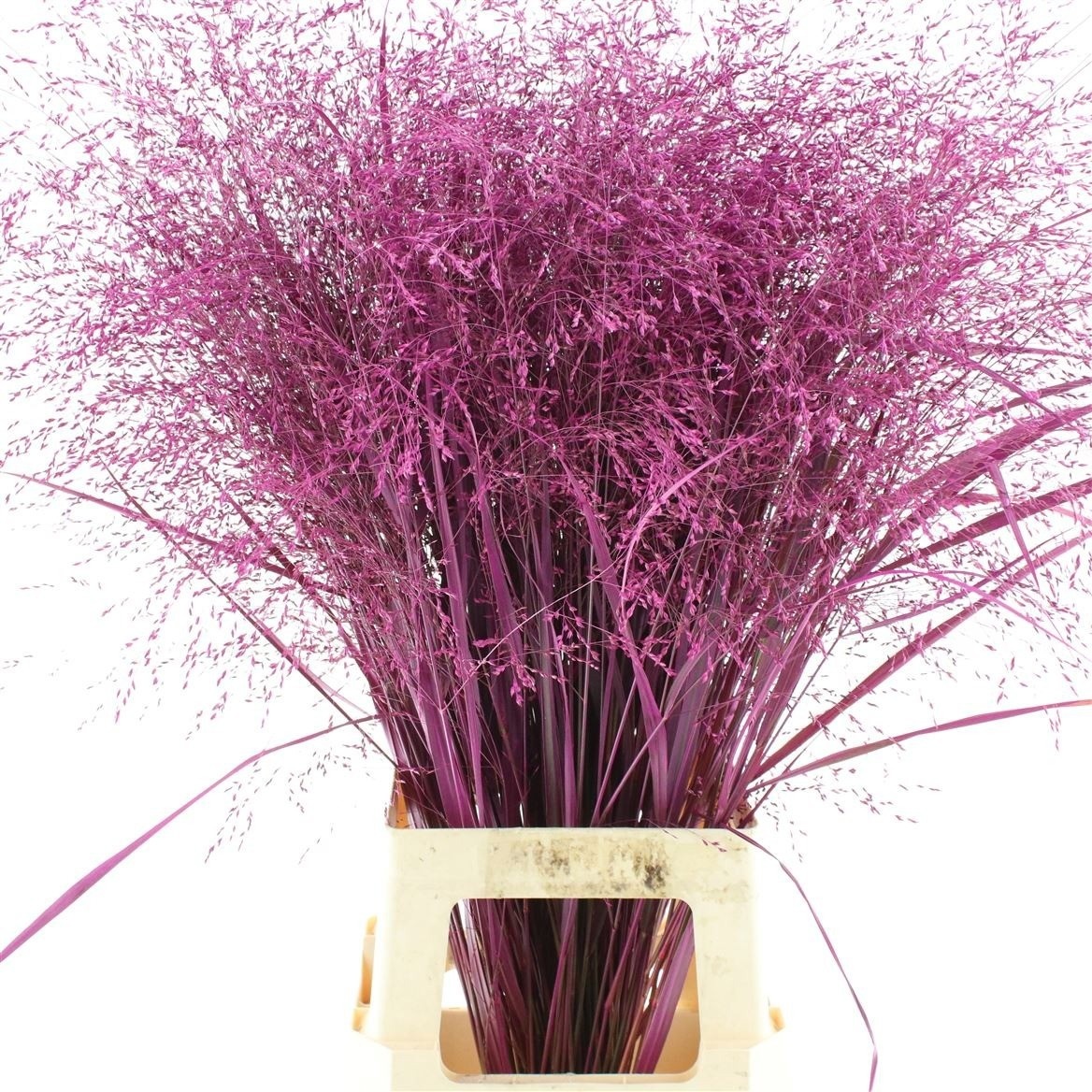 Ornamental Grass Painted (PANICUM)