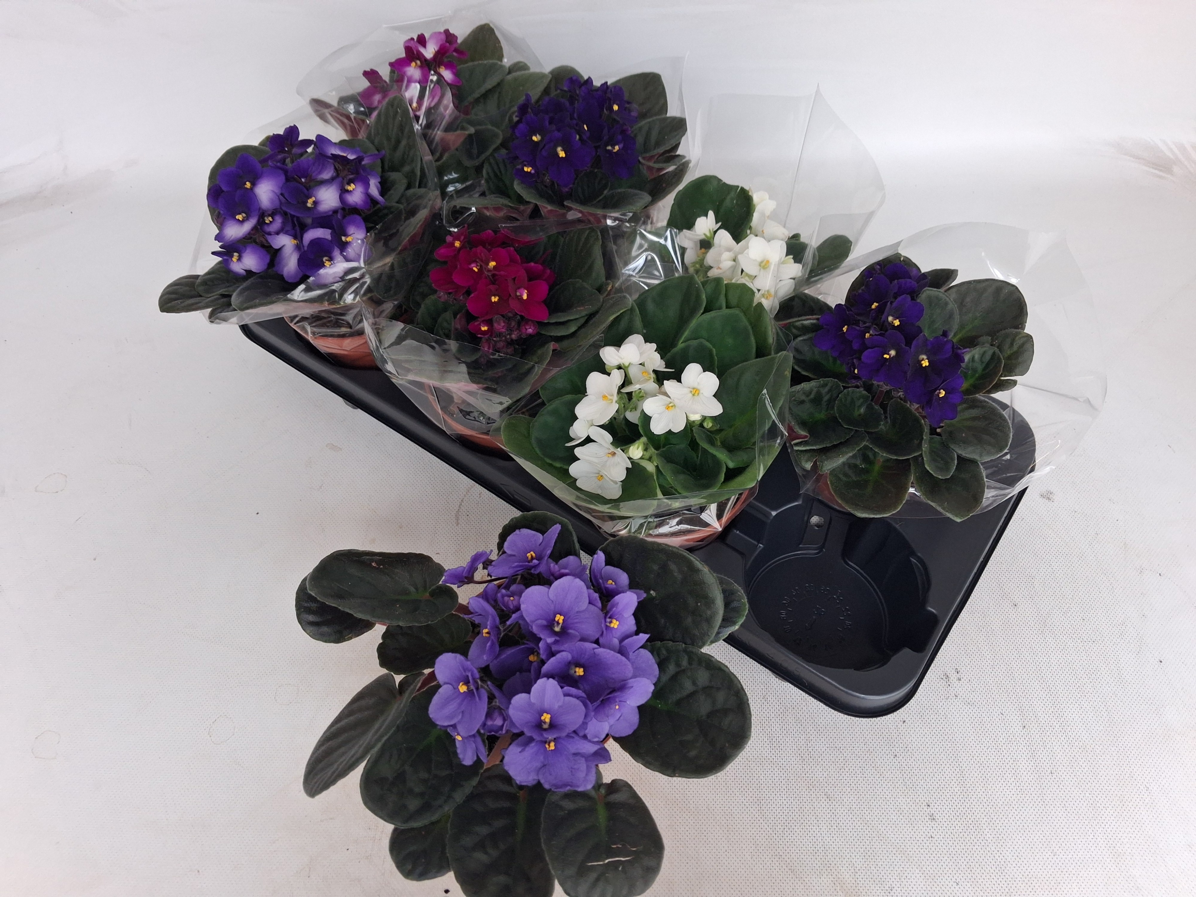 Saintp Gem 6 Kleuren 12Ø 20cm