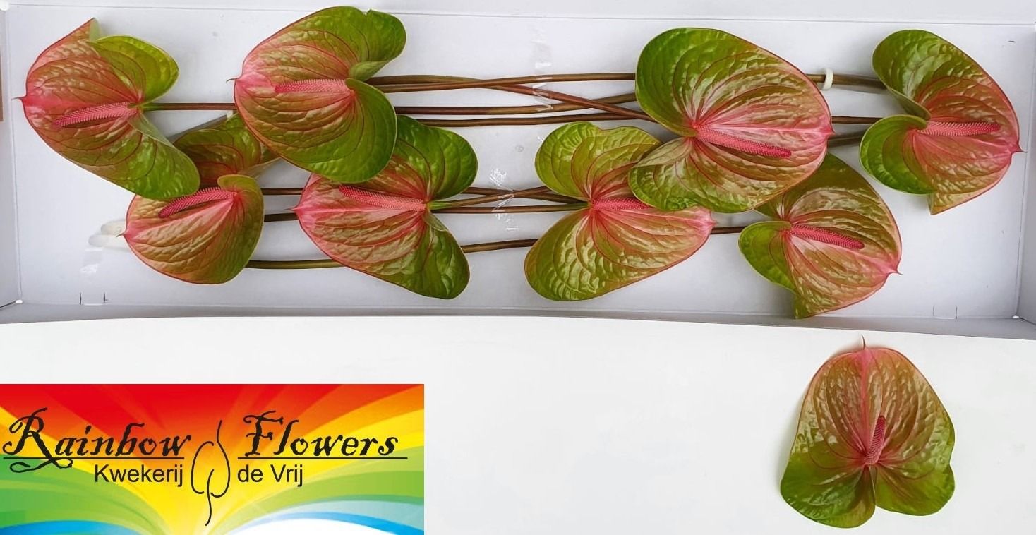 Anthurium Danielle 18Ø