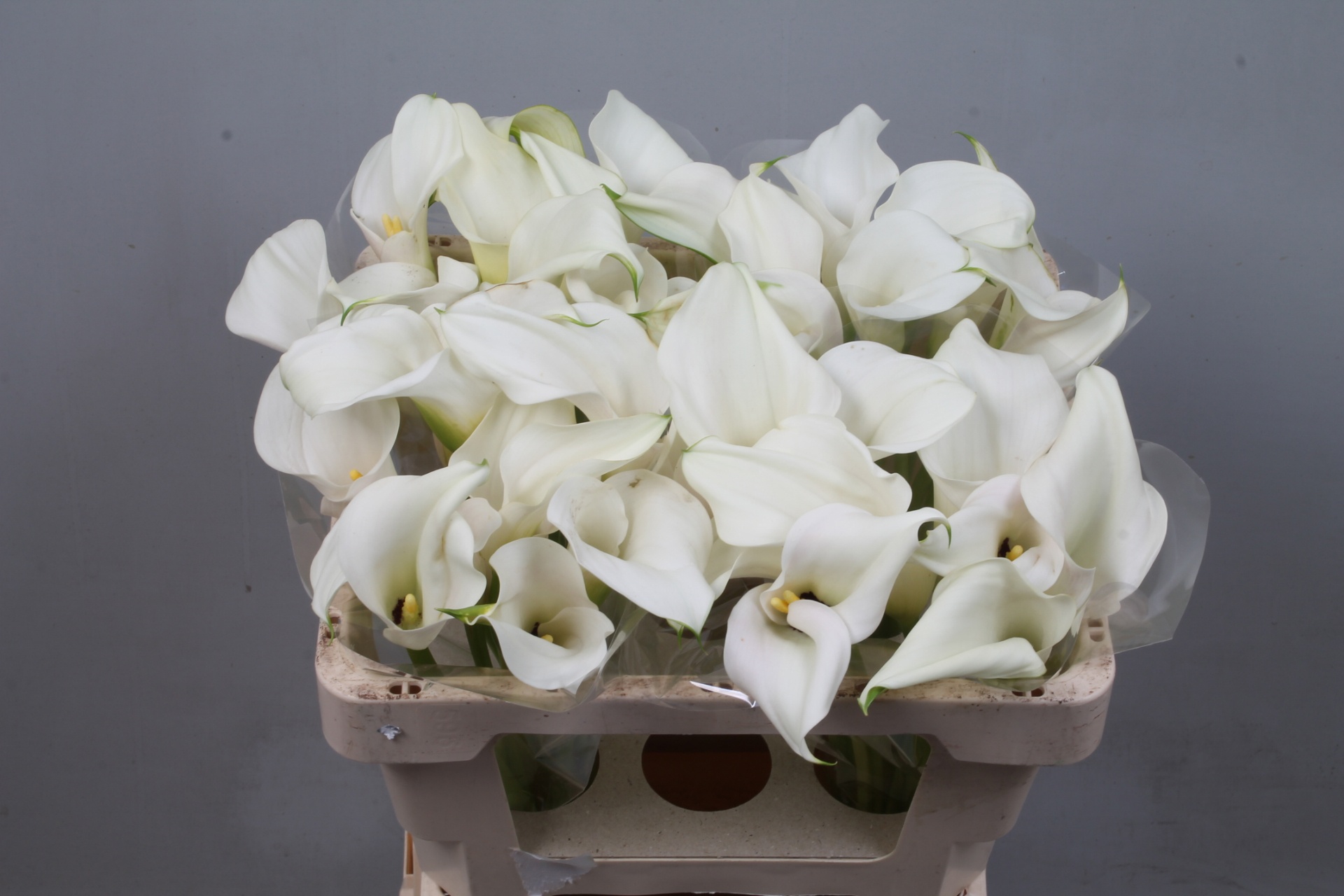 Calla Capt Ventura 50cm