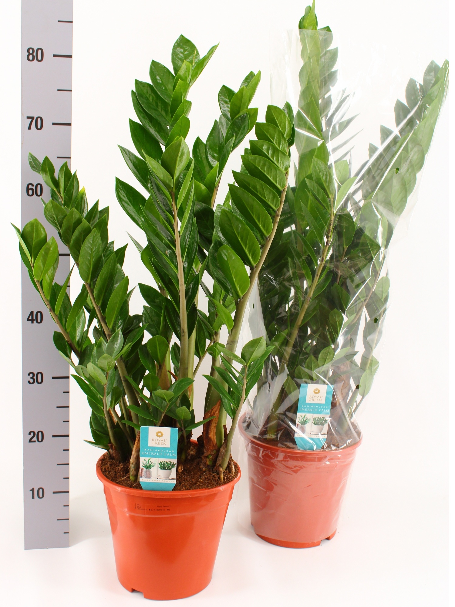 Zamio Zamiifolia 21P 75H 8TAK