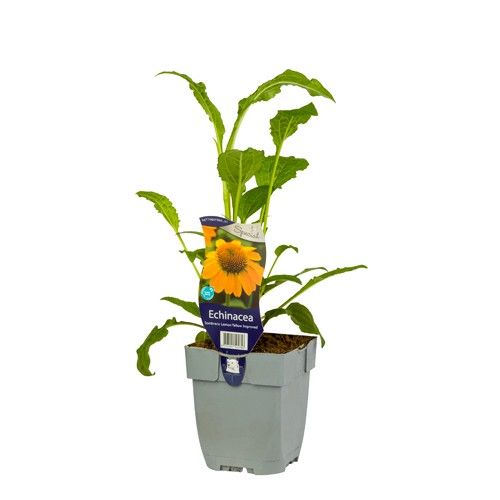 Echinacea Sombrero Lemon Yellow Improved ('Balsomemyin')