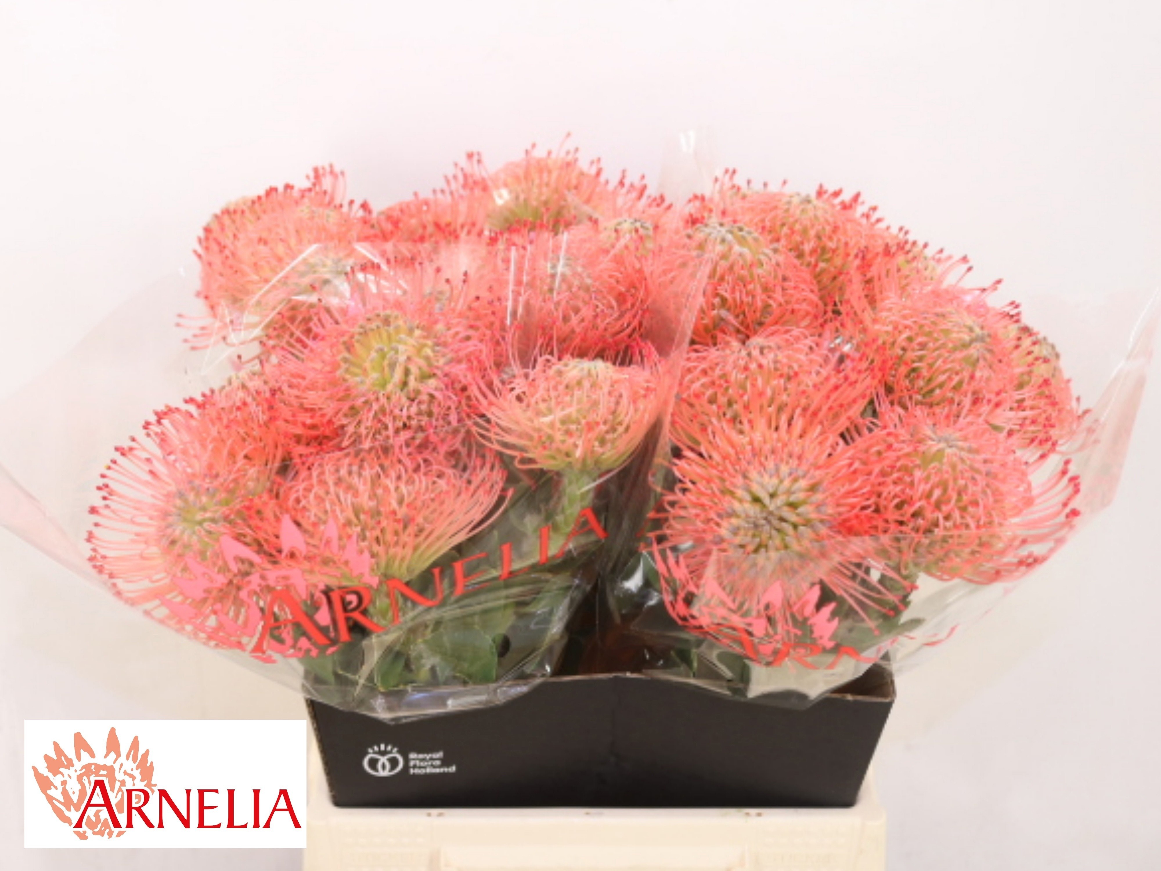 Leuco Ayoba Pink 45cm