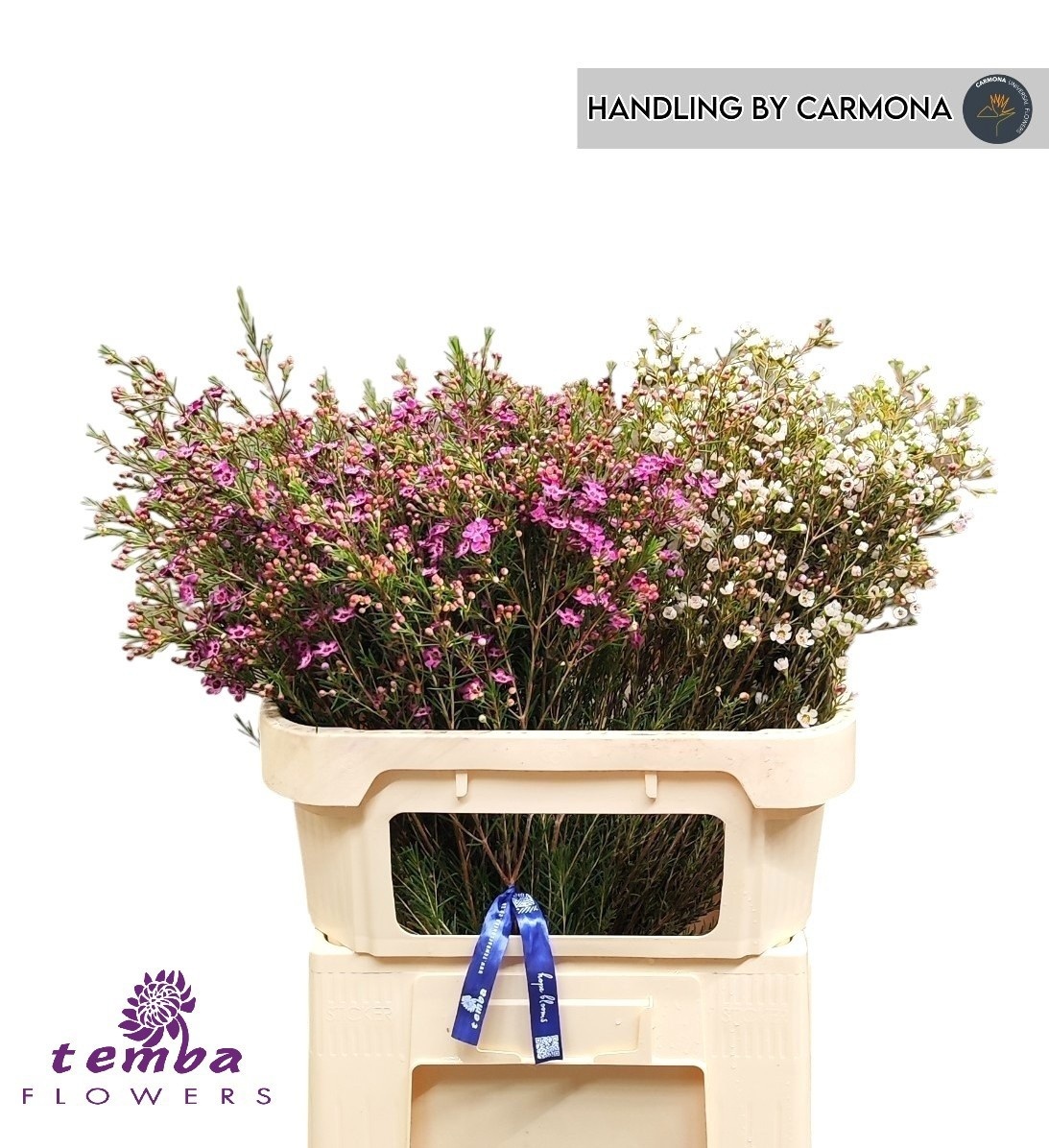 Chamelaucium Mixed In Bucket 70cm 50gram