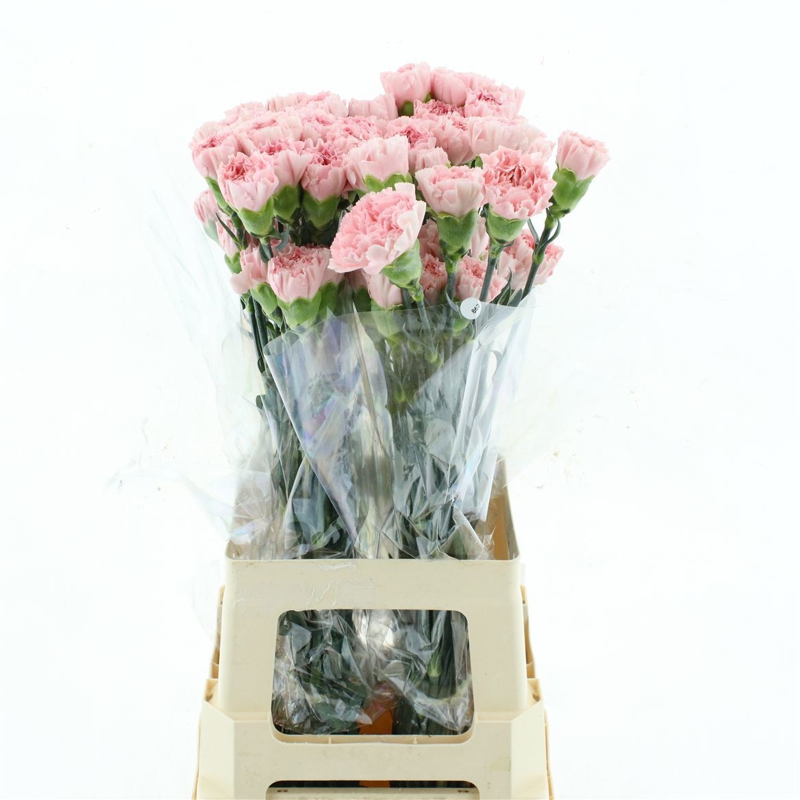 Dianthus St Doncel 70cm