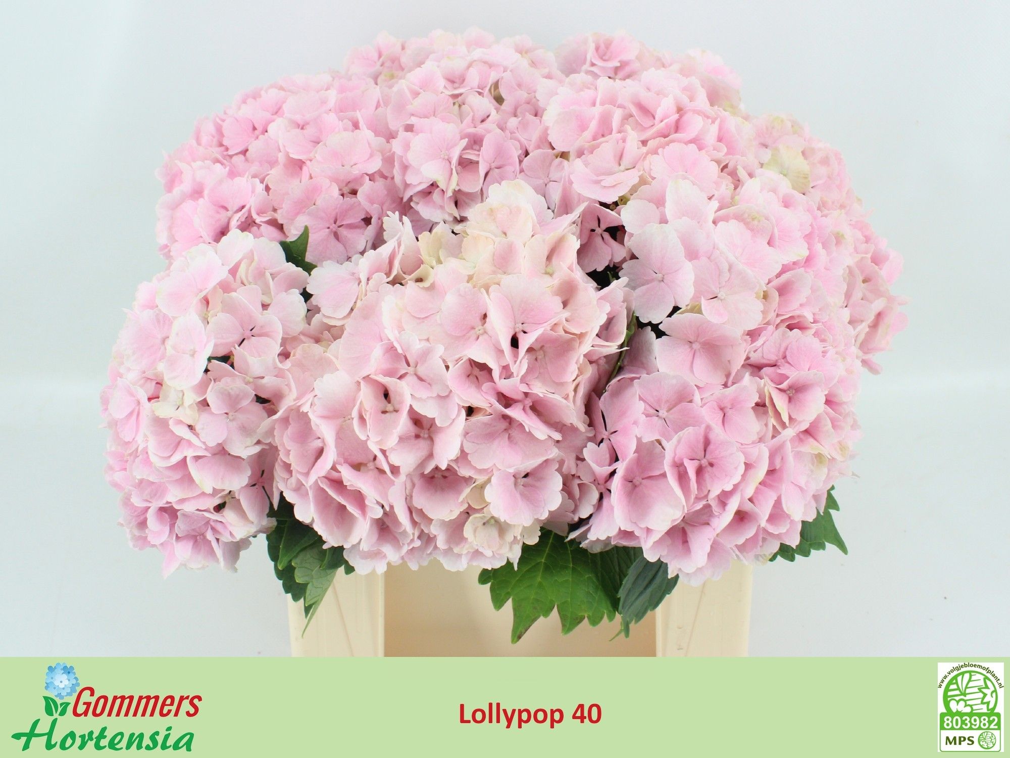 Hydrangea Lollypop Lavender 40cm 11Ø