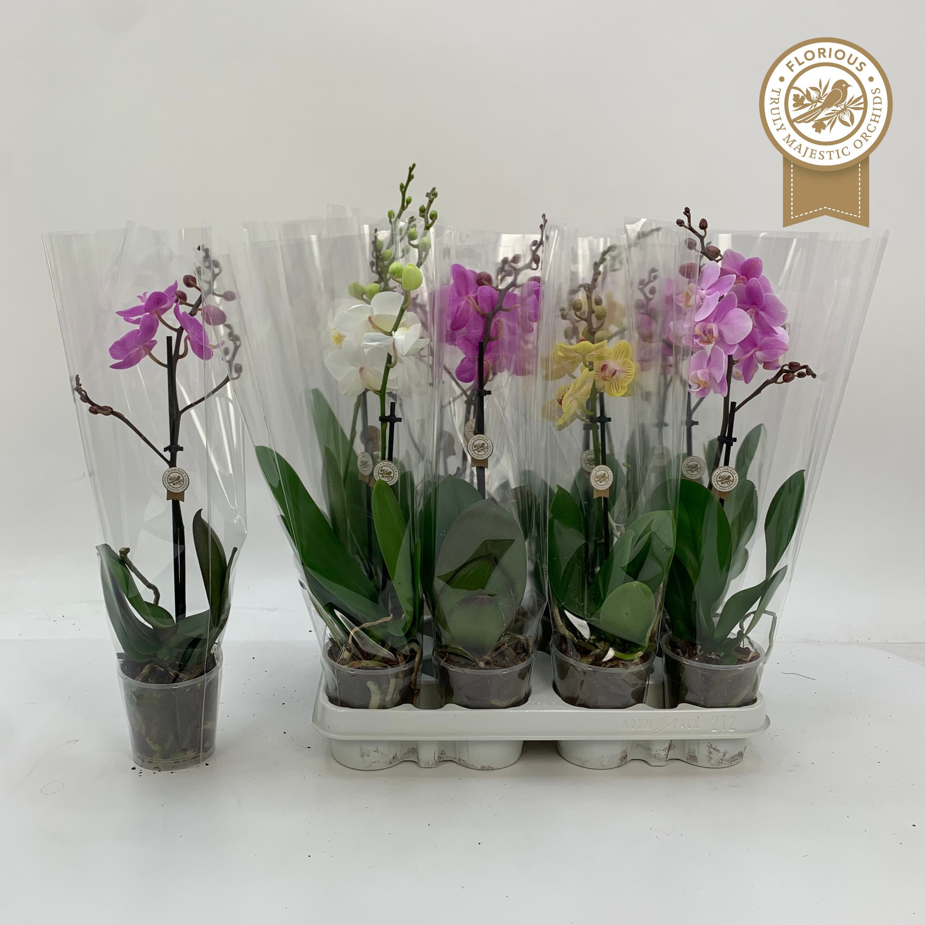 Phal Gem 9P 40H 1TAK 9bloem 23bloei