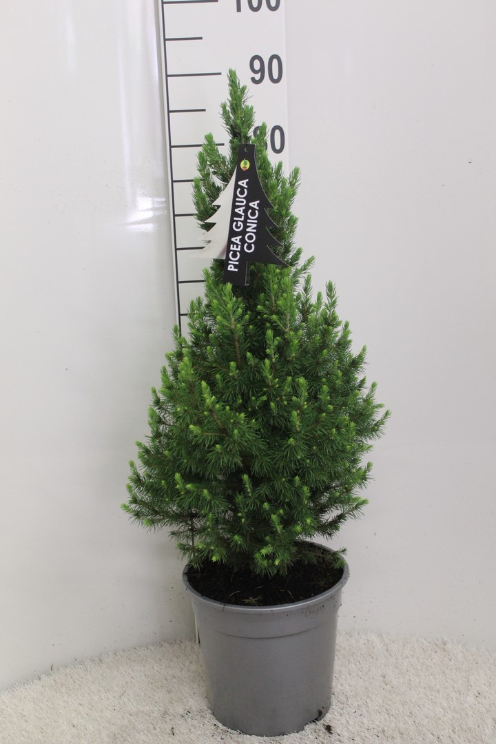 Picture of Picea glauca Conica P24 (6 Ltr) 90/CM-INCL-POT/POTGROWN