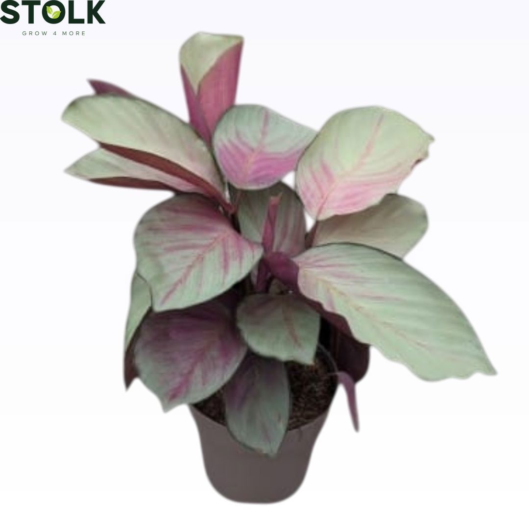 Calathea 'Silver plate'