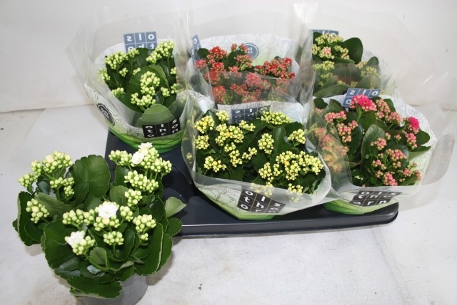 Kal Ge Gem 5 Kl 15P 26H 12bloei