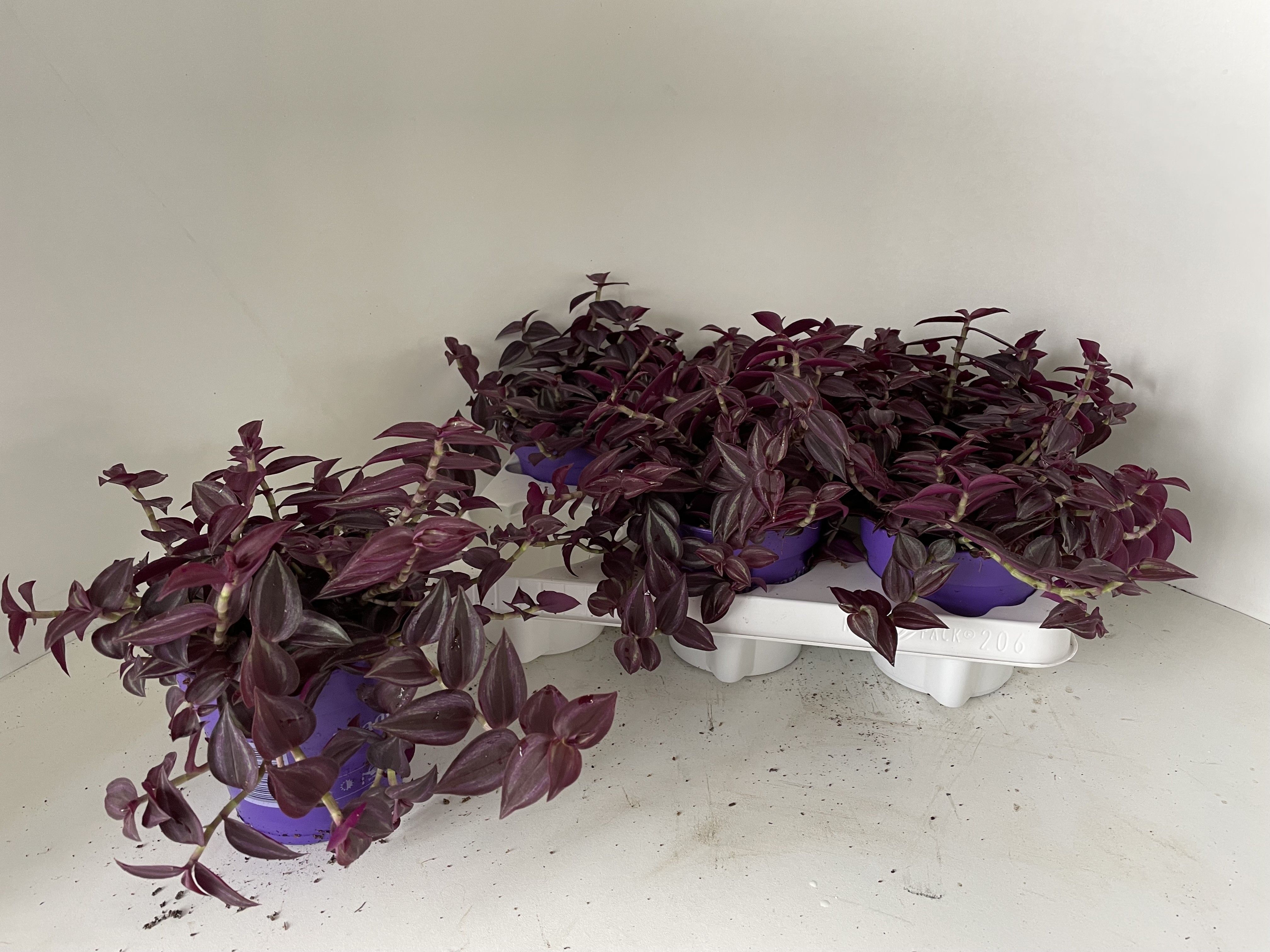 Trad Ze Purpusii 12P