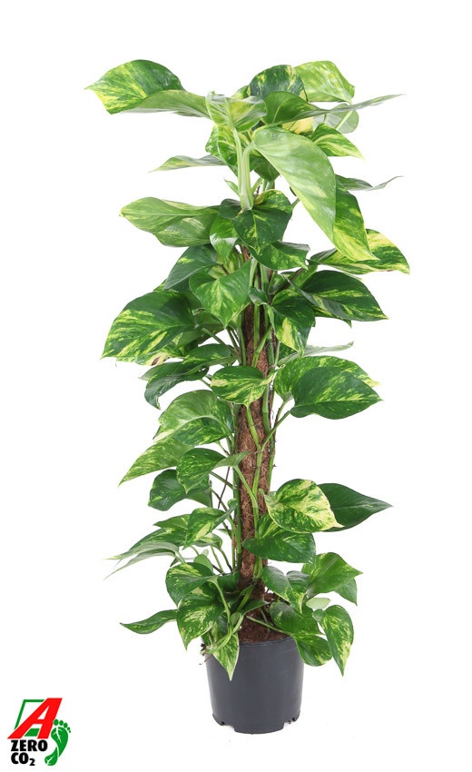 Epipremnum Pinnatum Mos