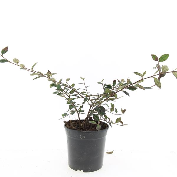 Picture of Cotoneaster lacteus P14