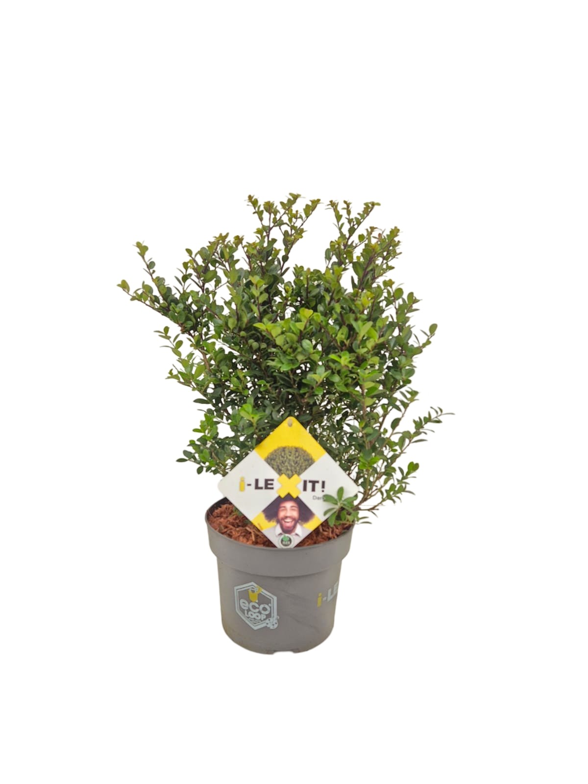 Picture of Ilex cre. Dark Green P19 (3 Ltr) BUSH-30/40 (LOOSE)