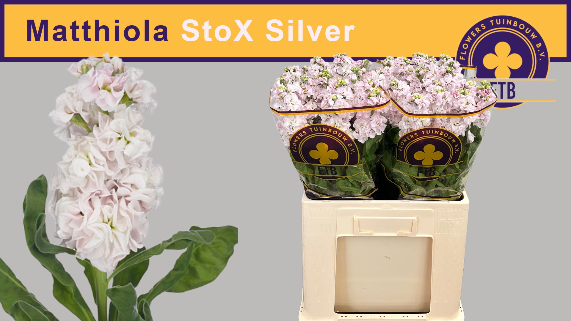 Matth Stox Silver 60cm