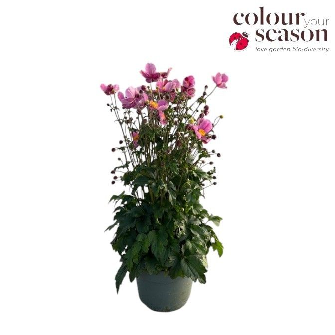 Anemone Emmy D.roze