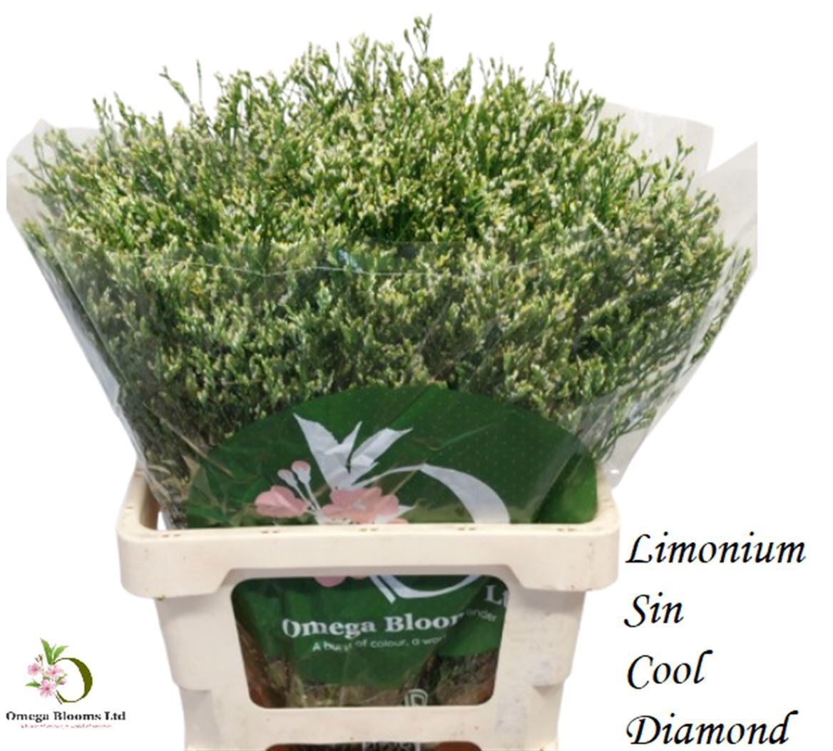 Limonium Sin Cool Diamond 60cm 25gram